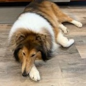 Enlarge Sassy - ADOPTED!!!, a Adoptable Collie in York, ON image 3/3