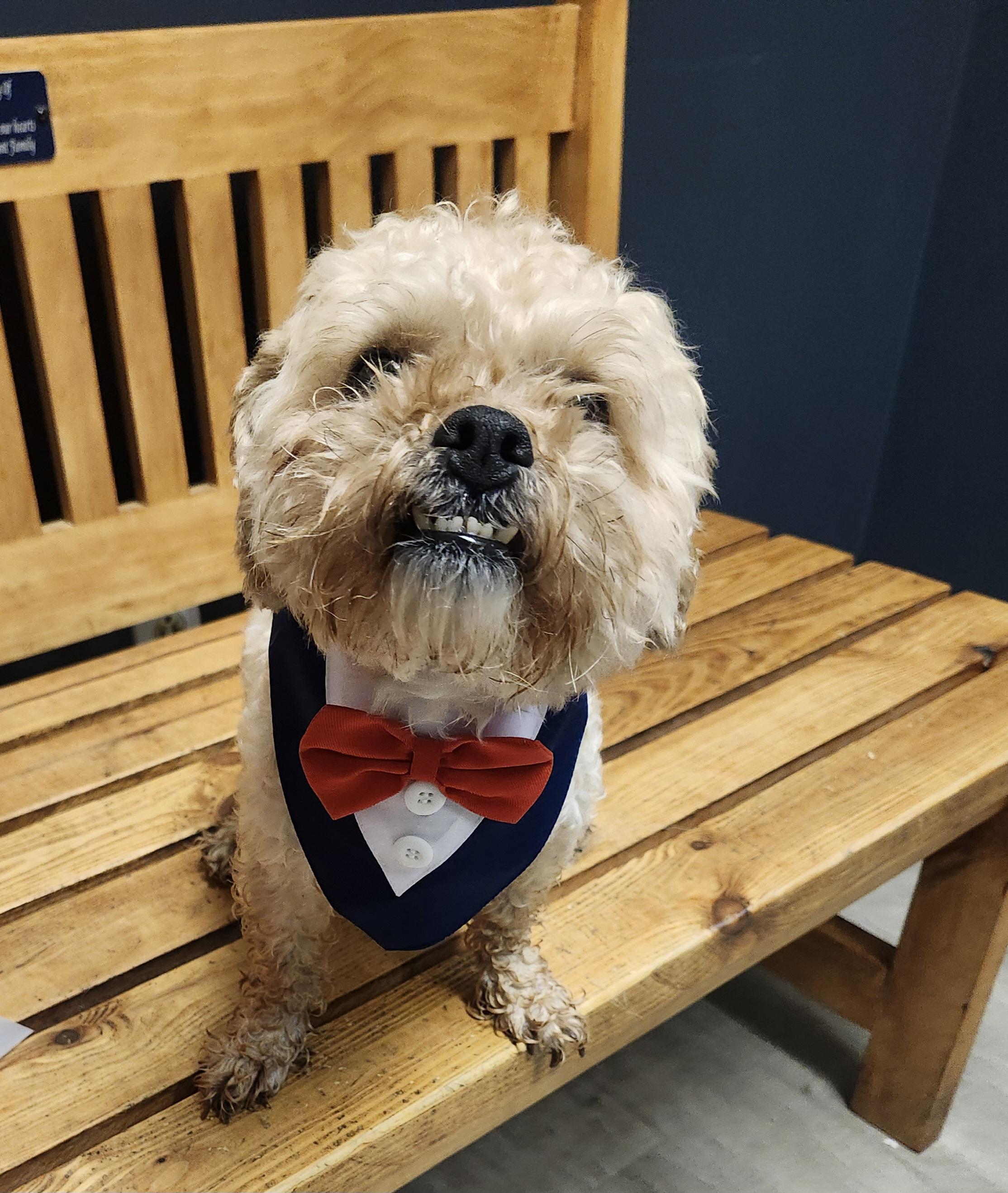 Fluffy, an adopted Shih poo in Mansfield, OH image 1/4