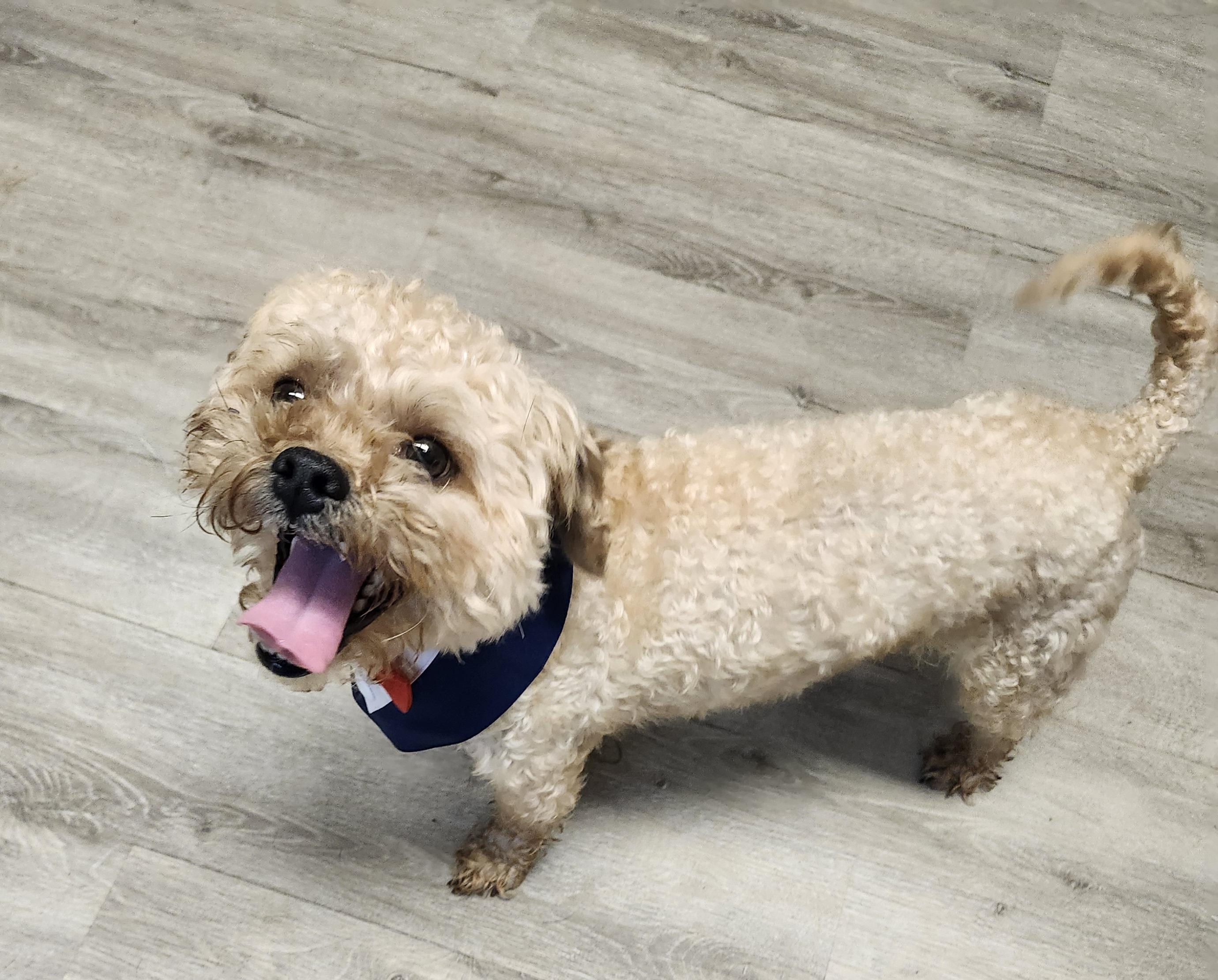 Fluffy, an adopted Shih poo in Mansfield, OH image 2/4