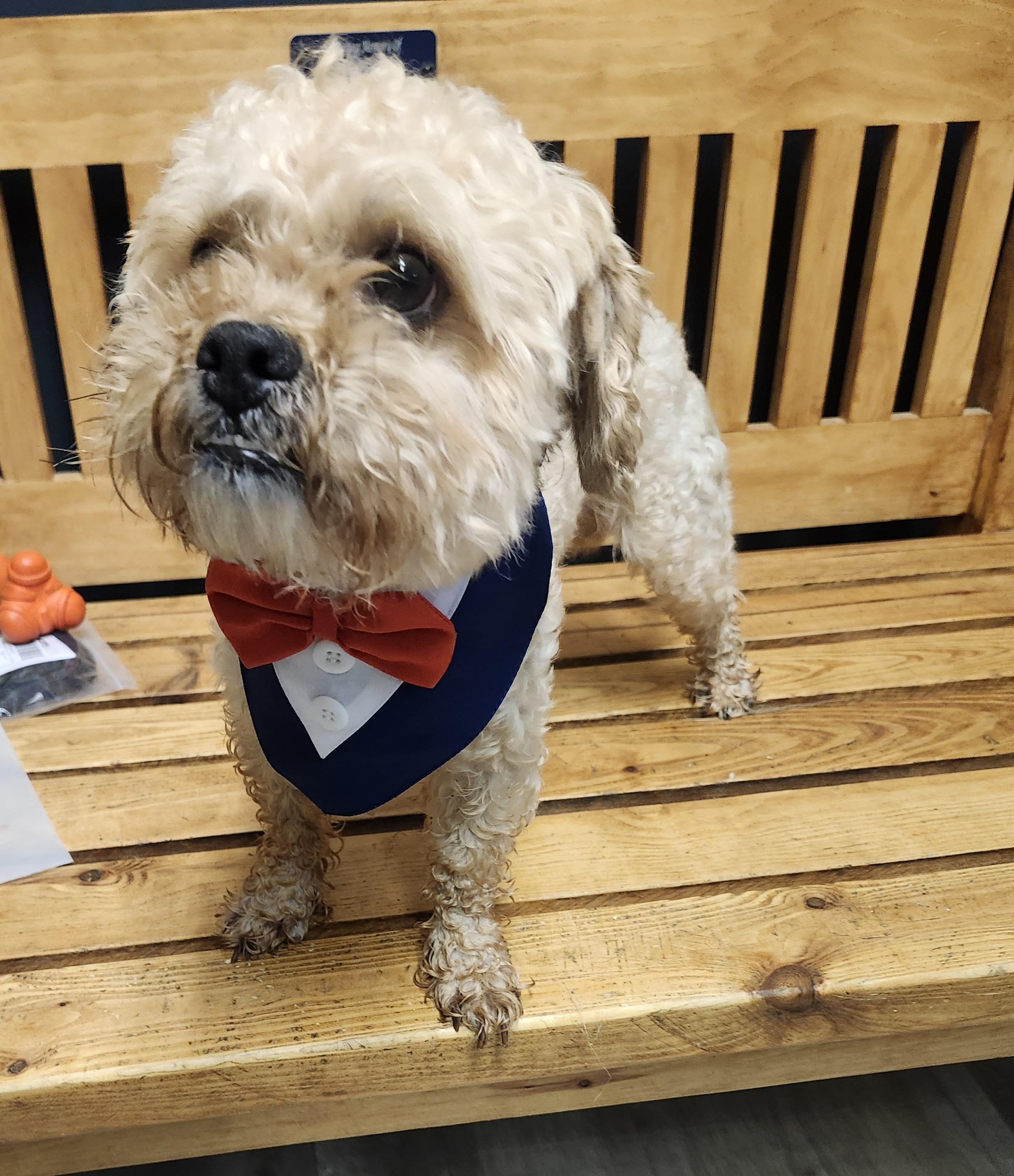 Fluffy, an adopted Shih poo in Mansfield, OH image 4/4
