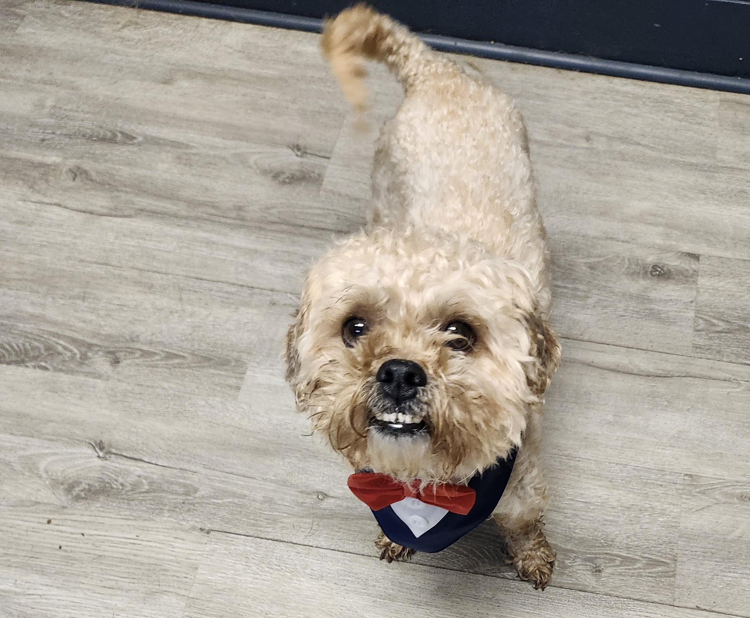 Fluffy, an adopted Shih poo in Mansfield, OH image 3/4