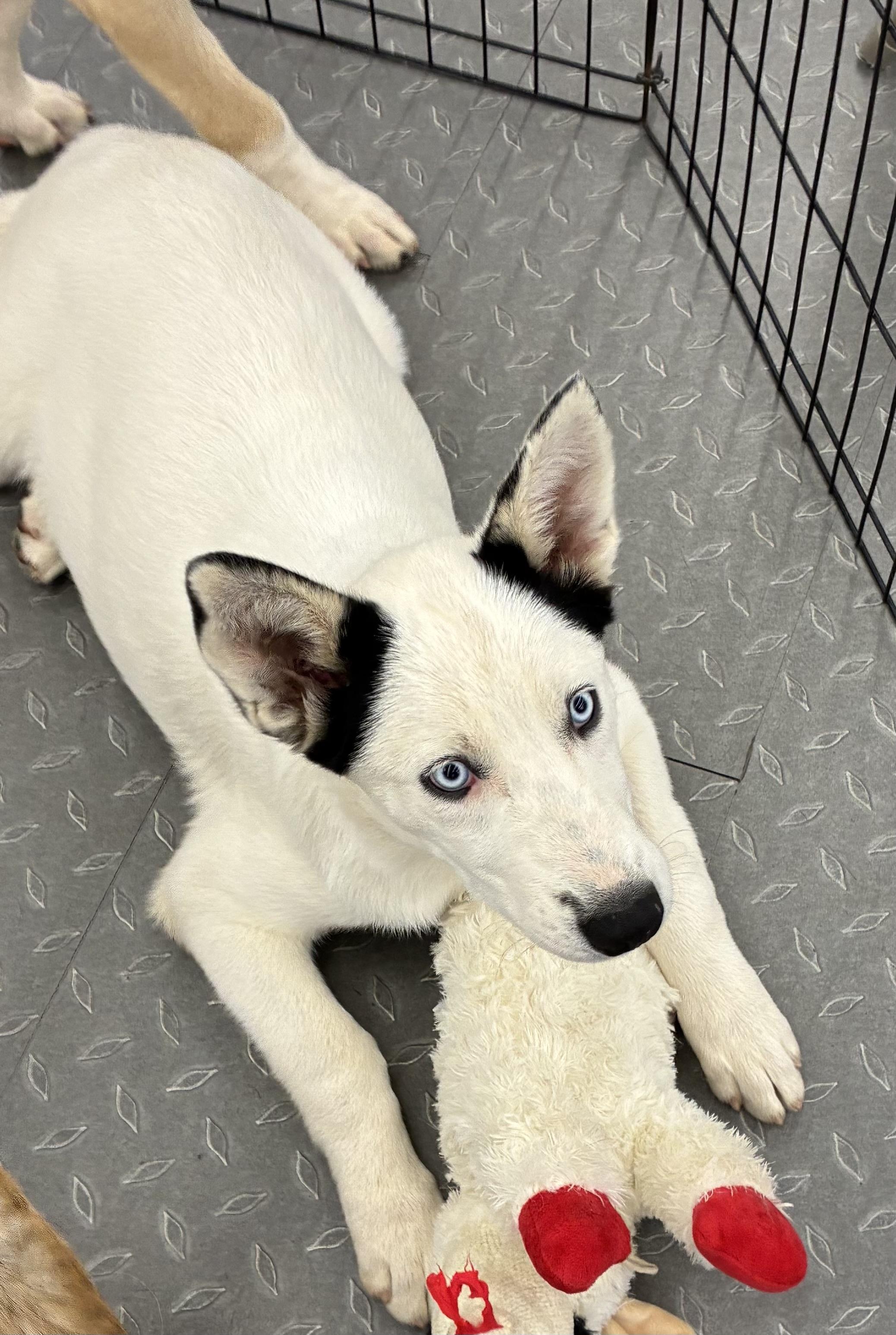 Luna, a ADOPTABLE mixed breed in Mobile, AL image 2/4