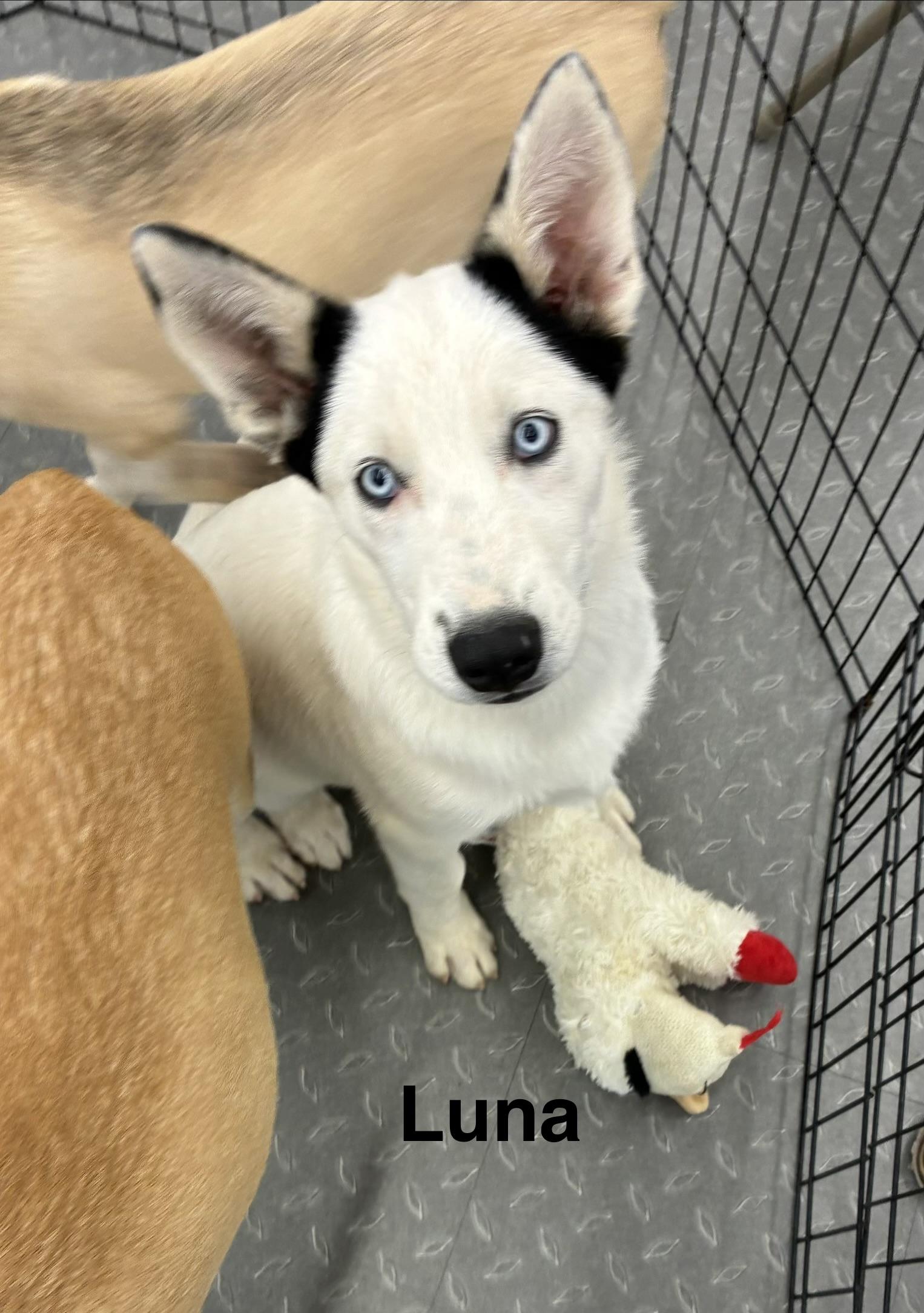 Luna, a ADOPTABLE mixed breed in Mobile, AL image 4/4