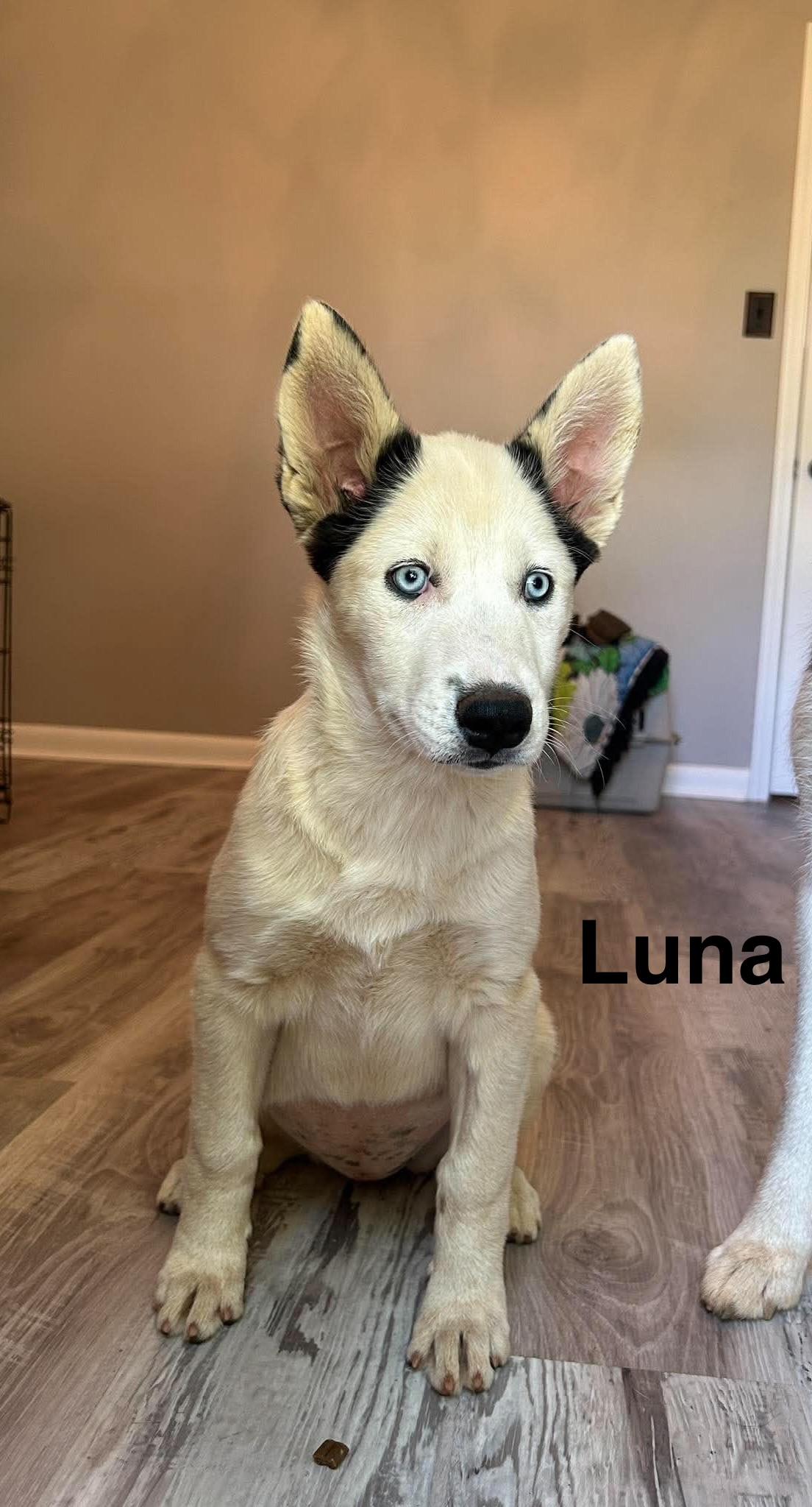 Luna, ADOPTABLE, Young Female Husky.