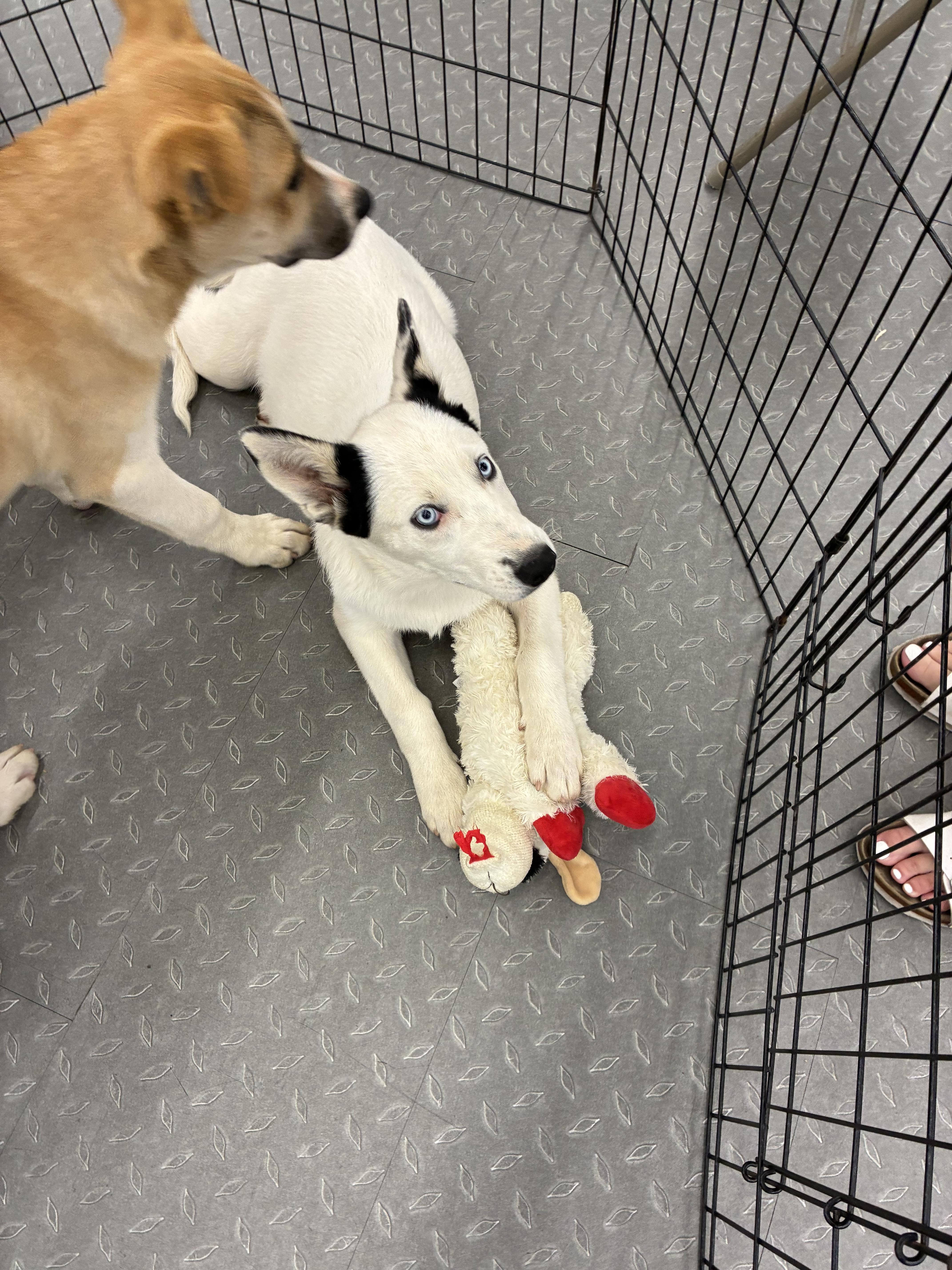 Luna, a ADOPTABLE mixed breed in Mobile, AL image 3/4