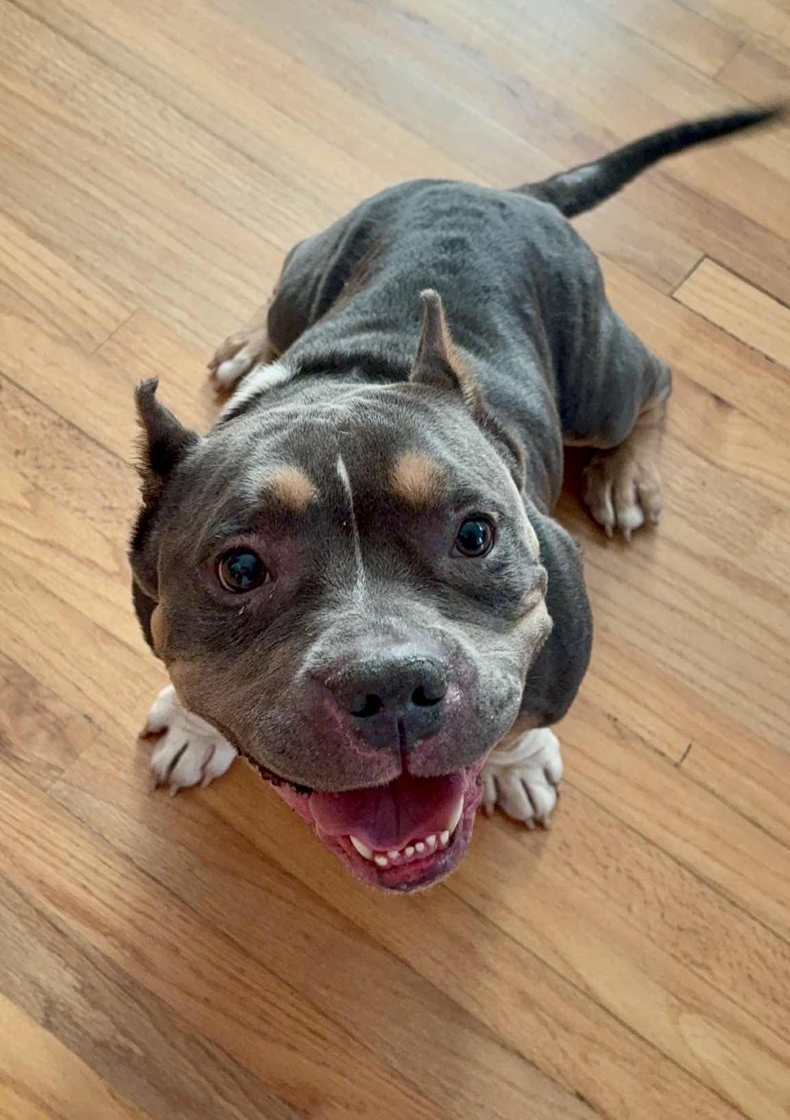 Enlarge DRACO, a Adoptable mixed breed in Largo, FL image 6/6