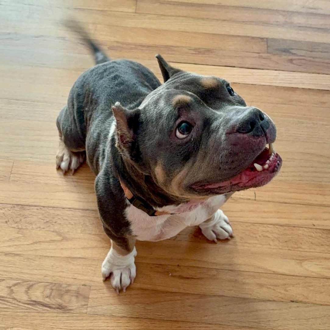 Enlarge DRACO, a Adoptable mixed breed in Largo, FL image 4/6