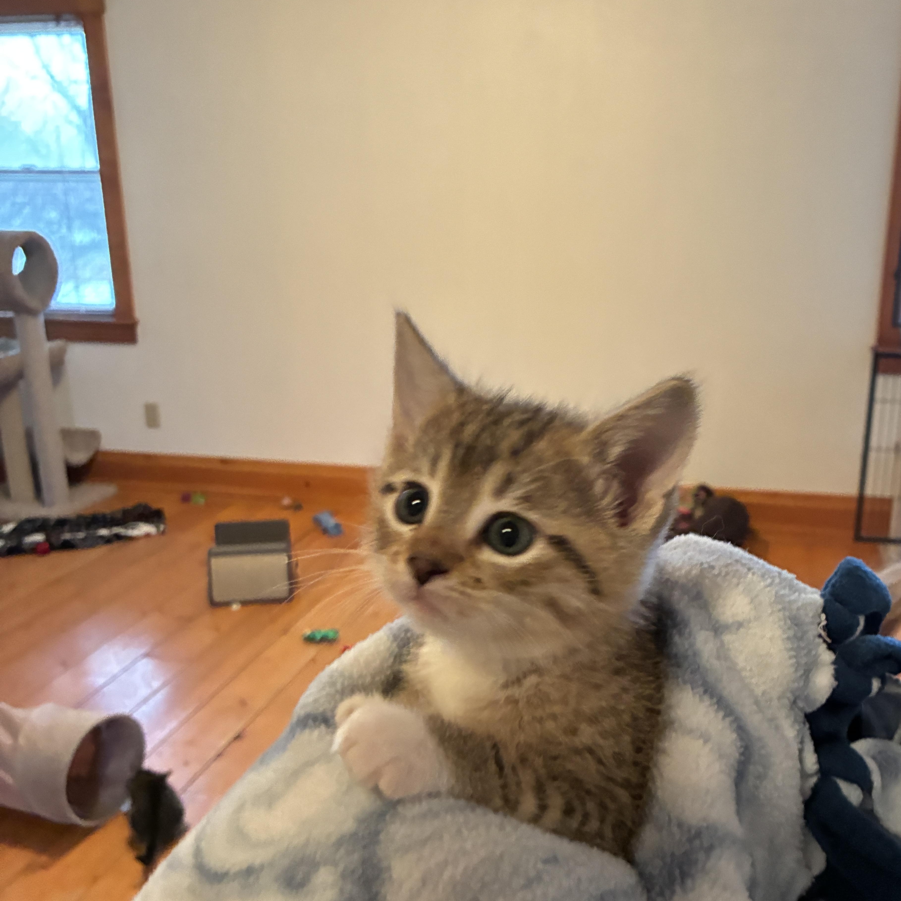 Poppy, a Adoptable Domestic Short Hair in St. Ansgar, IA image 1/4