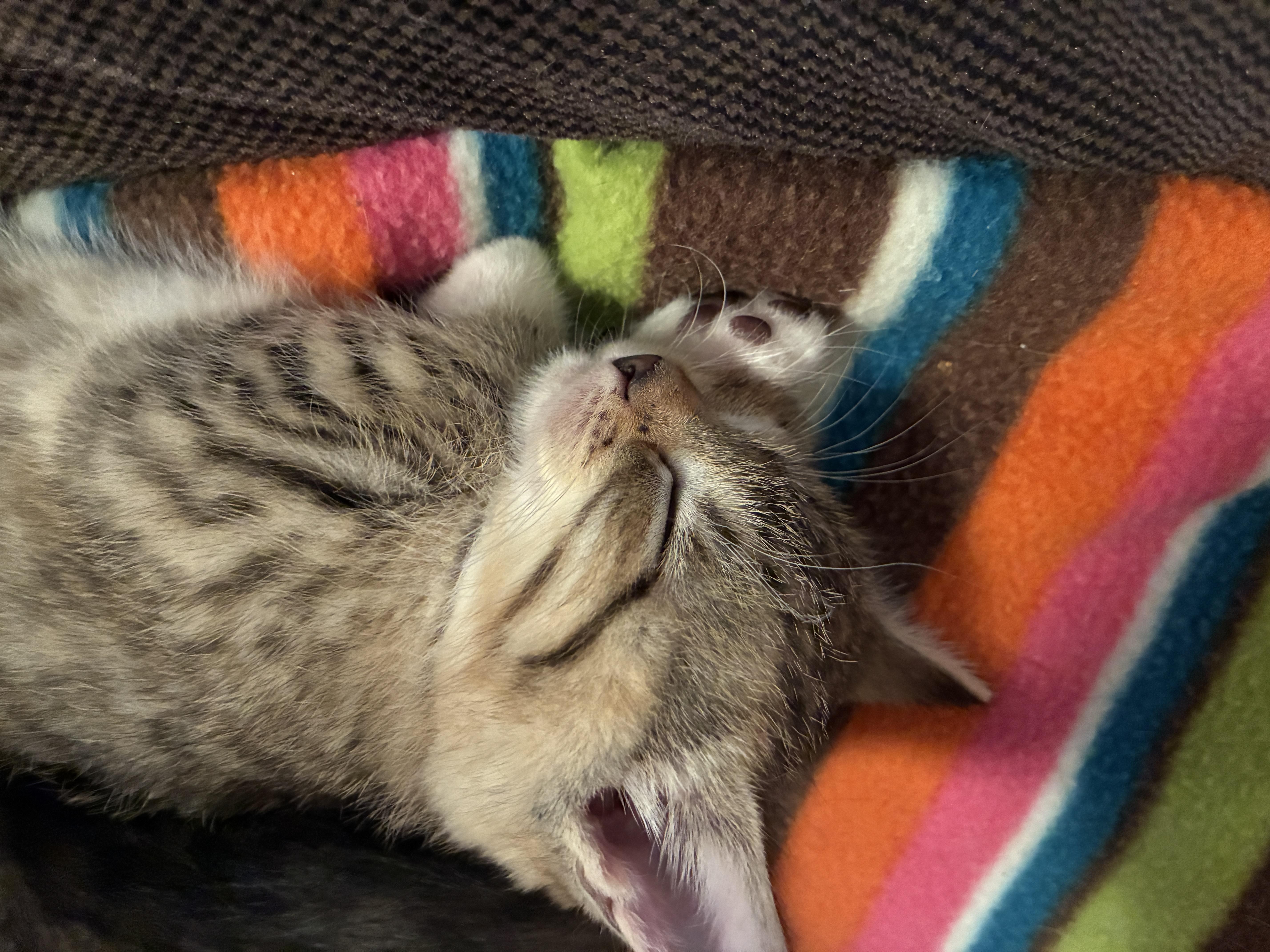 Poppy, adopted, Kitten Female Domestic Short Hair.