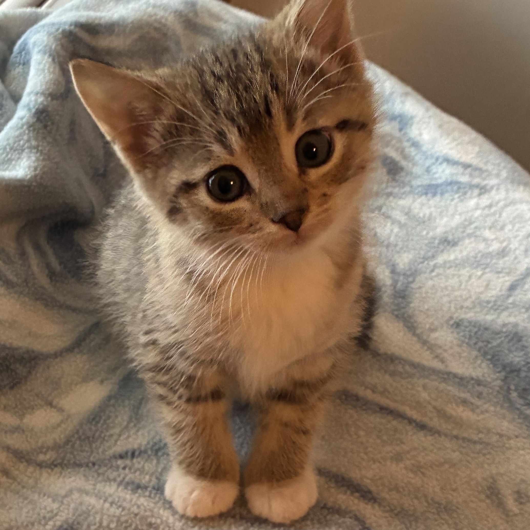 Poppy, a Adoptable Domestic Short Hair in St. Ansgar, IA image 3/4
