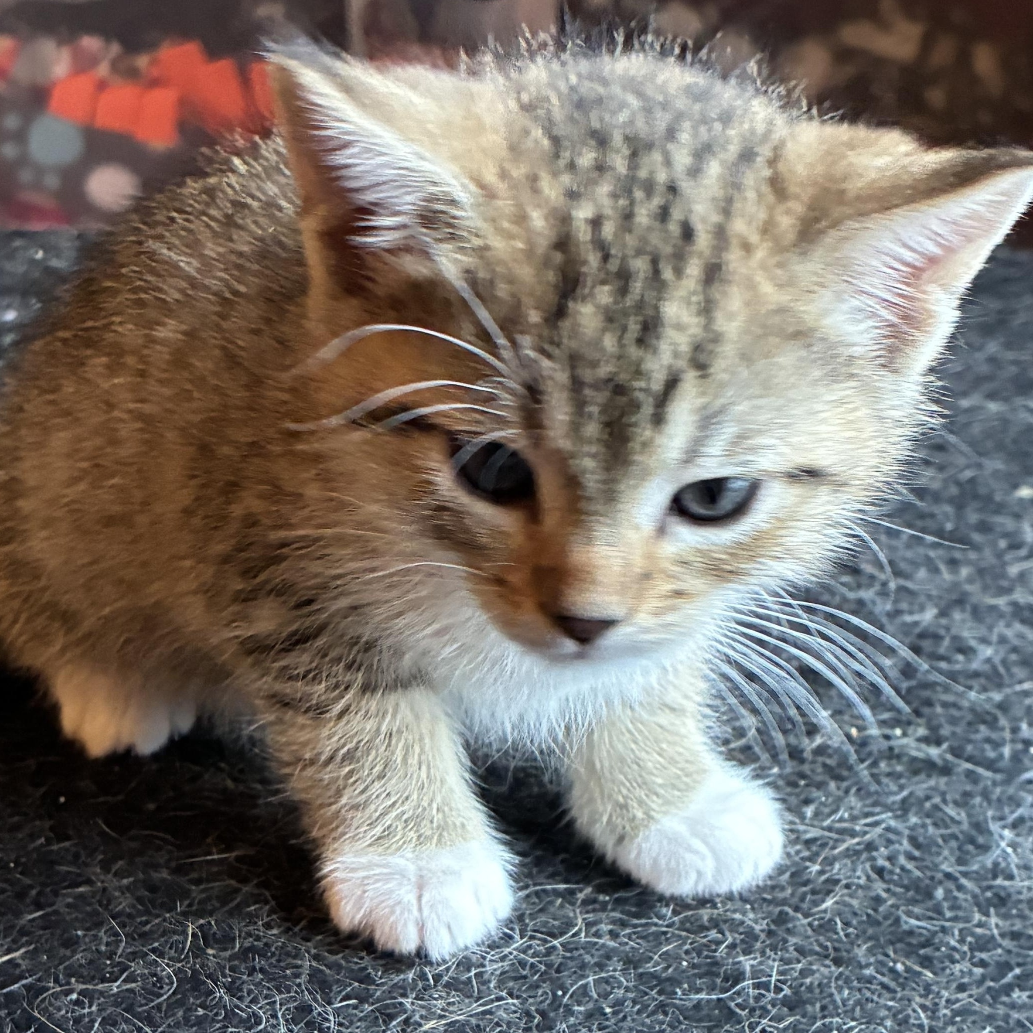 Poppy, a Adoptable Domestic Short Hair in St. Ansgar, IA image 4/4