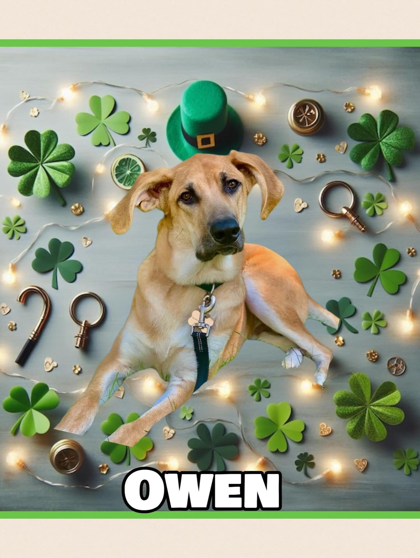 Owen, a Adoptable mixed breed in Raleigh, NC image 1/6