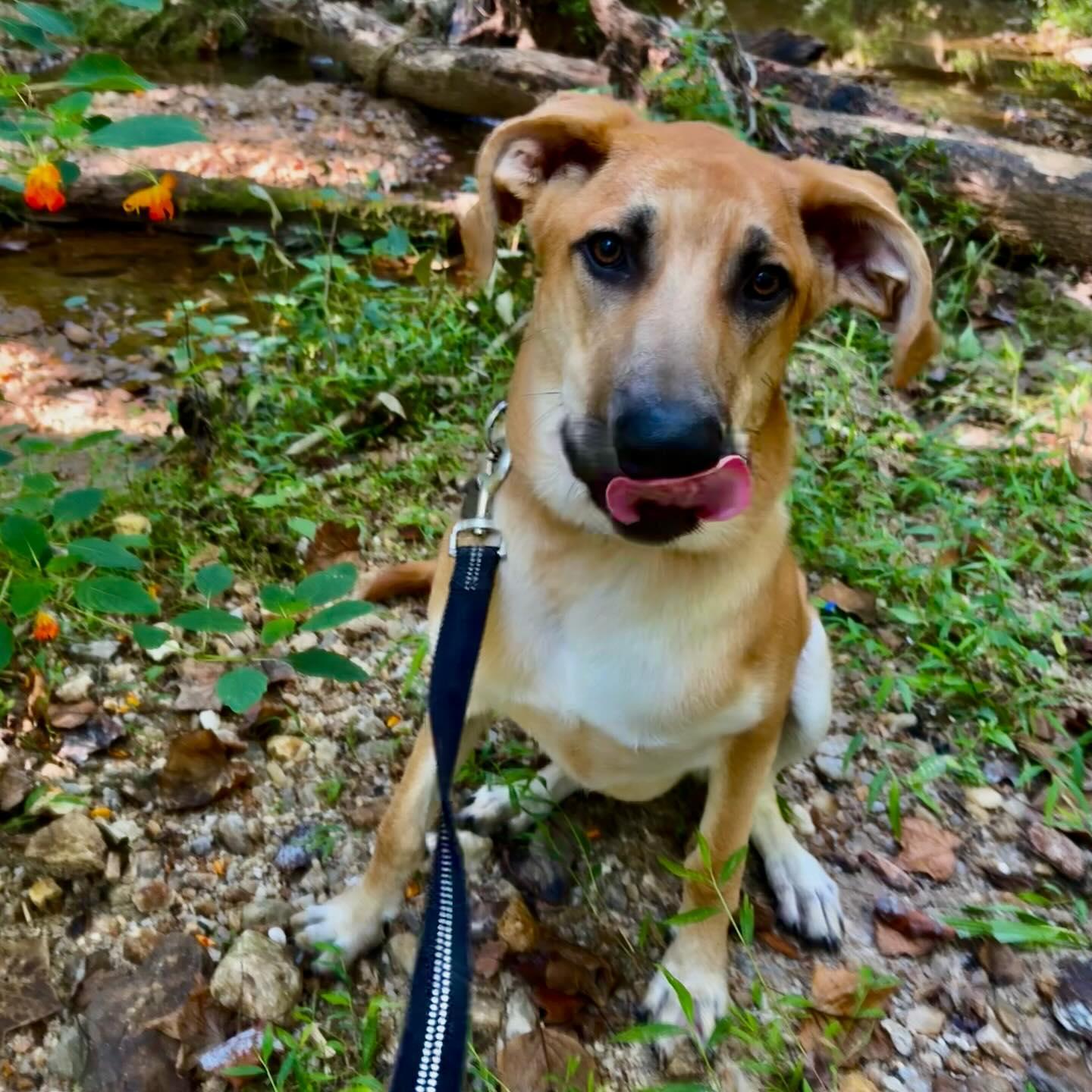 Enlarge Owen, a Adoptable mixed breed in Raleigh, NC image 4/6