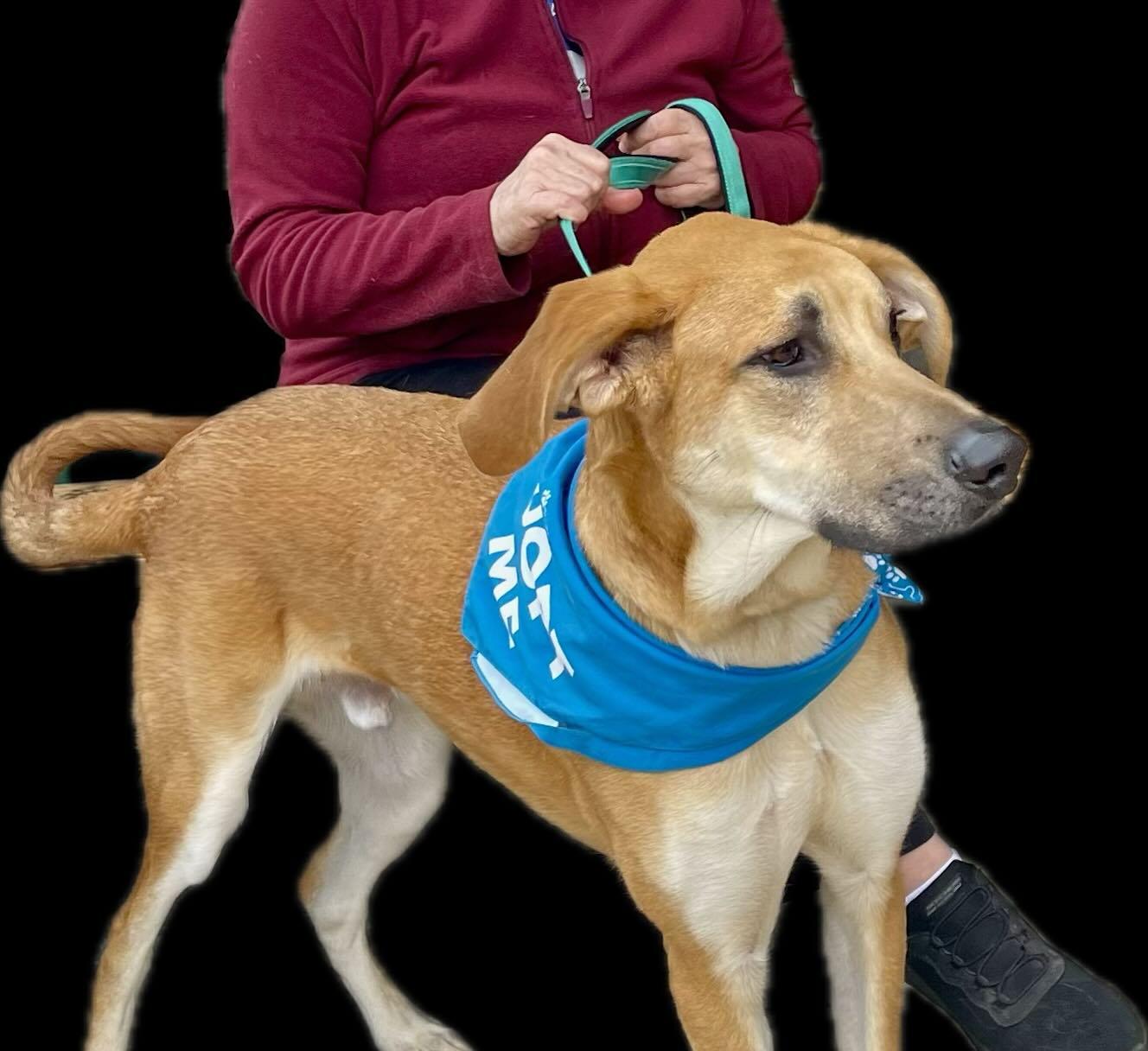 Enlarge Owen, a Adoptable mixed breed in Raleigh, NC image 6/6