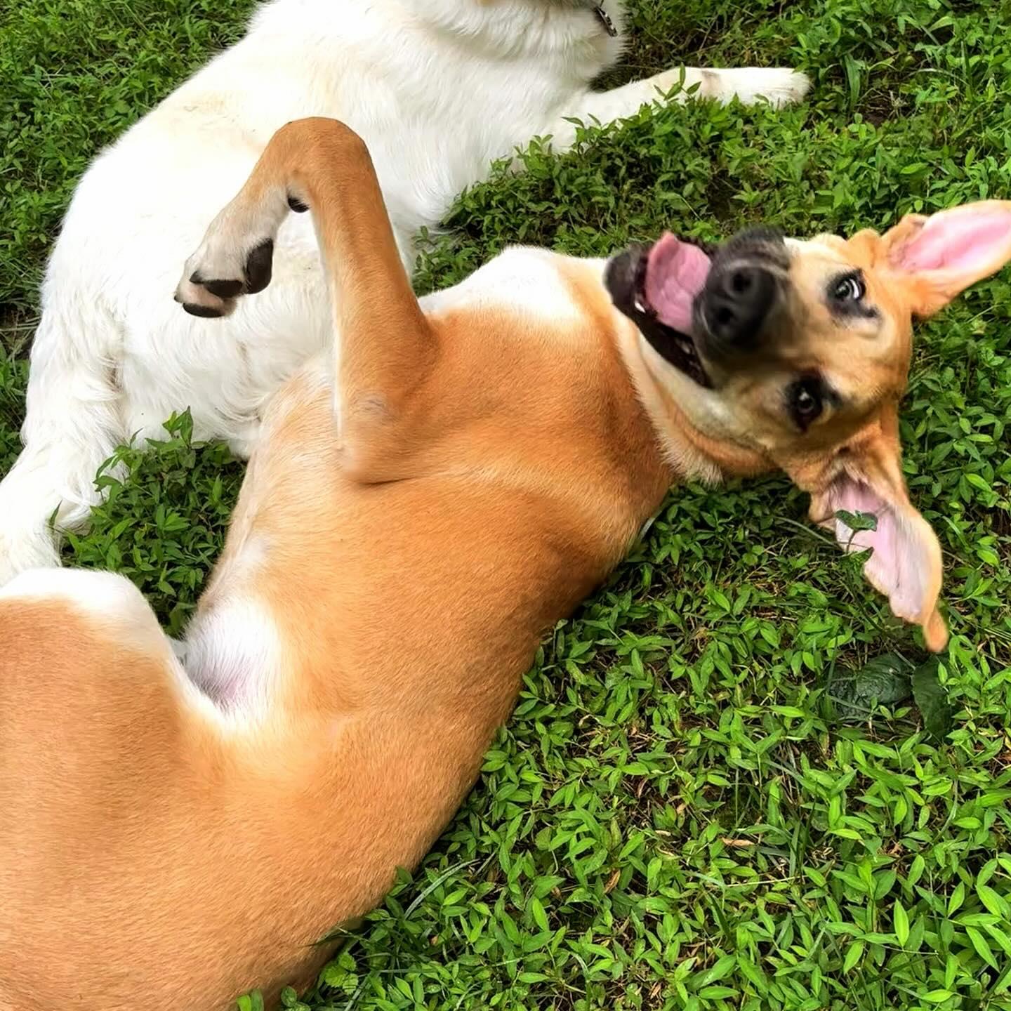 Enlarge Owen, a Adoptable mixed breed in Raleigh, NC image 3/6