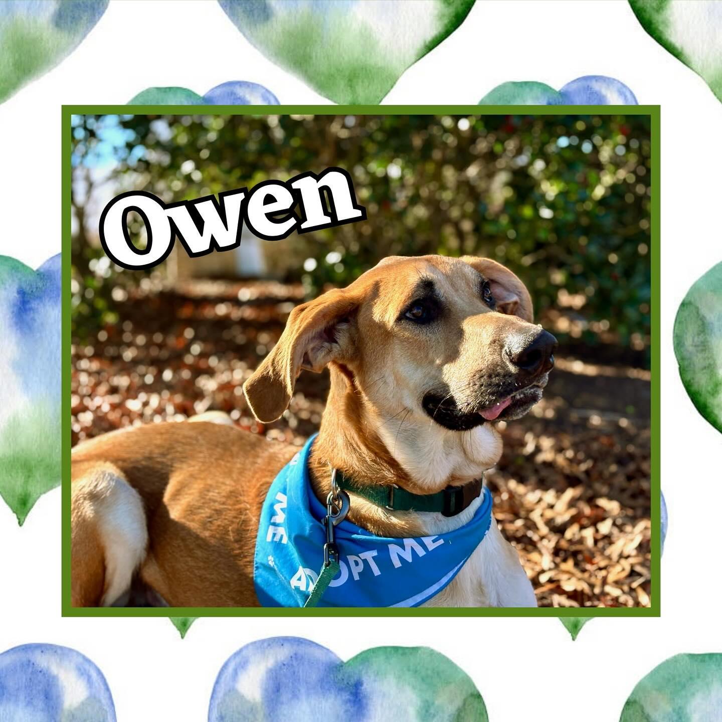 Enlarge Owen, a Adoptable mixed breed in Raleigh, NC image 5/6