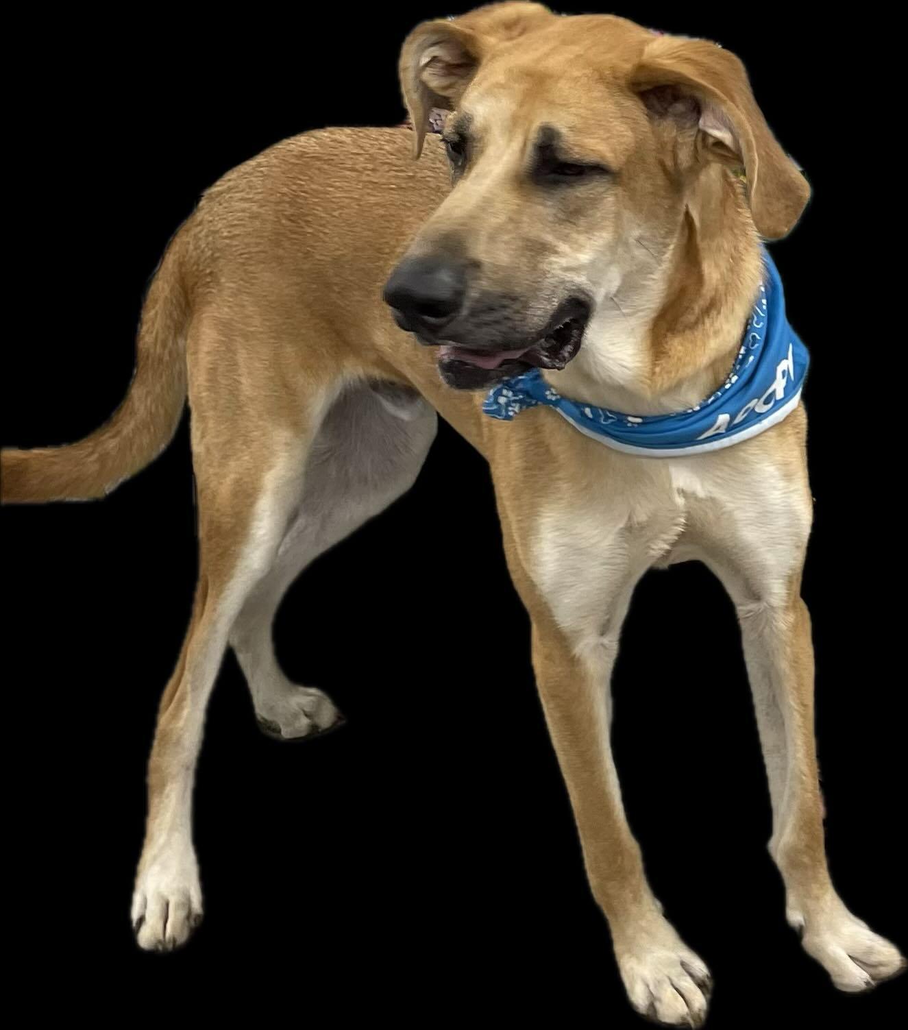 Enlarge Owen, a Adoptable mixed breed in Raleigh, NC image 2/6