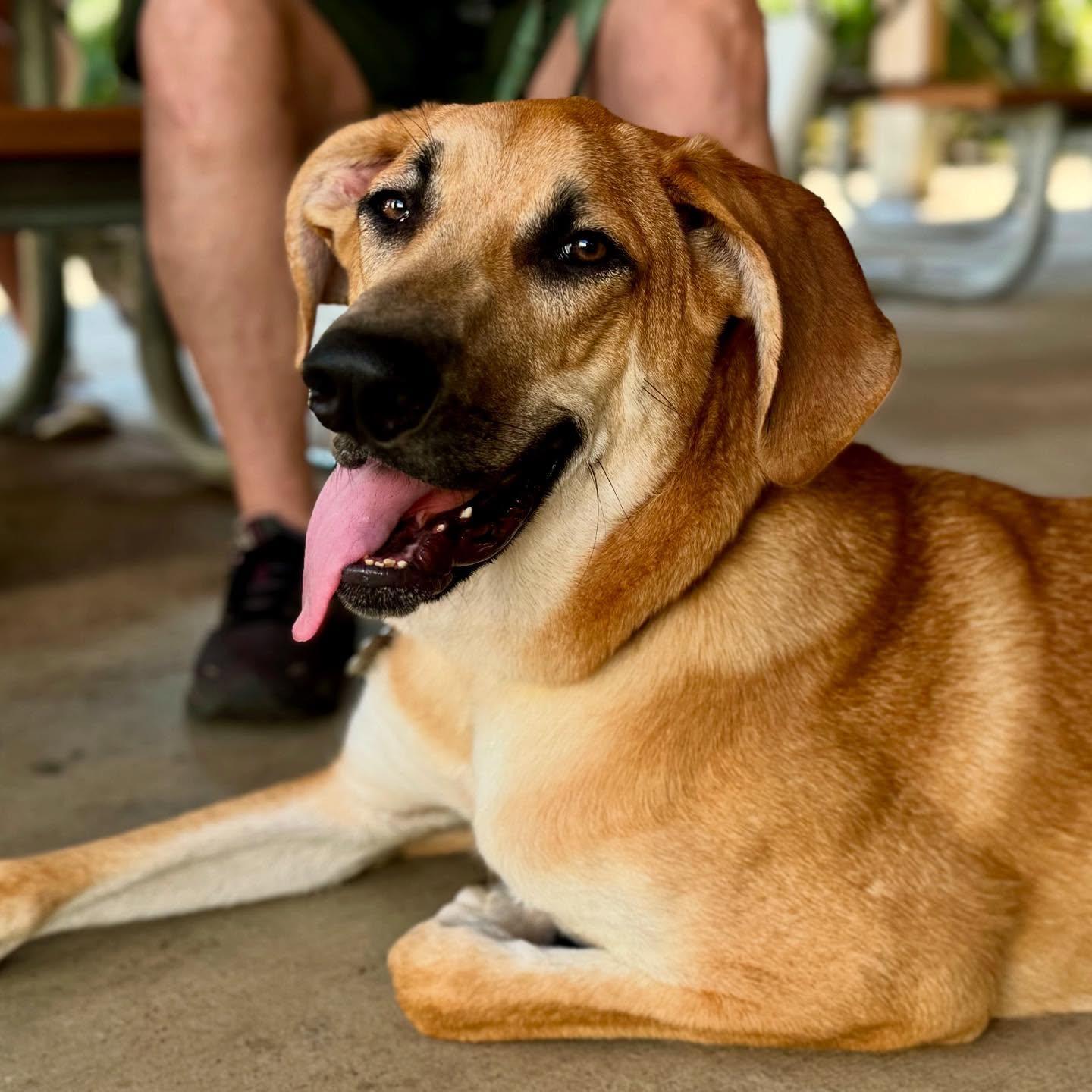 Enlarge Owen, a Adoptable mixed breed in Raleigh, NC image 1/6