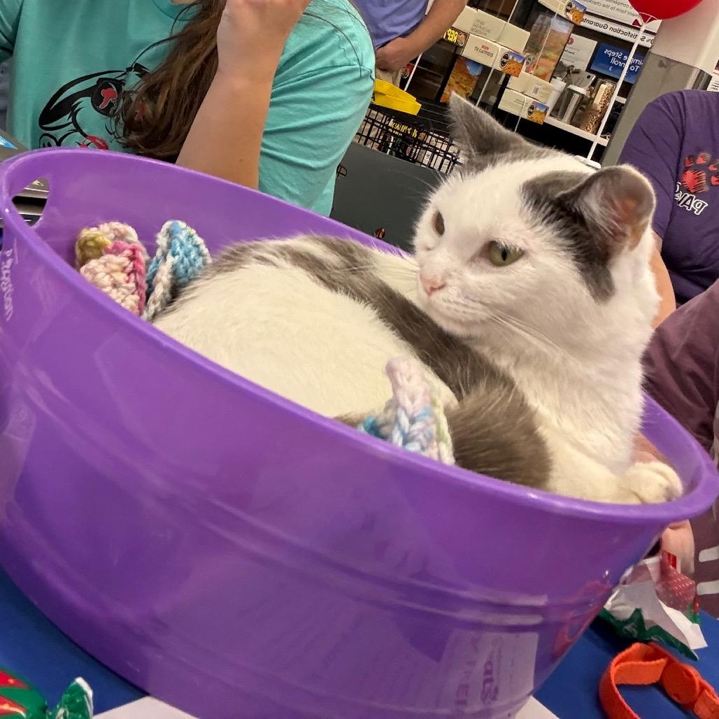 Penalty Box, Adoptable, Young Female American Shorthair.