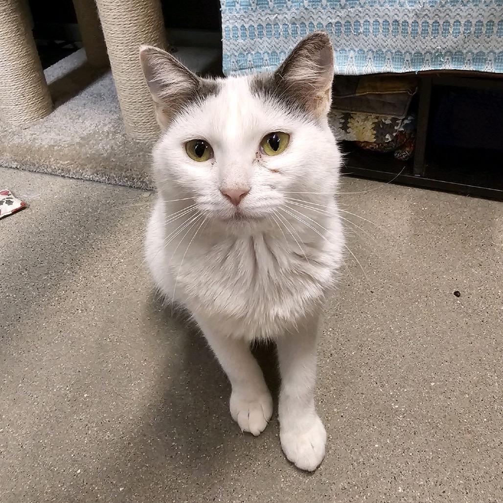 Enlarge Penalty Box, a Adoptable American Shorthair in Greenfield, IN image 2/3