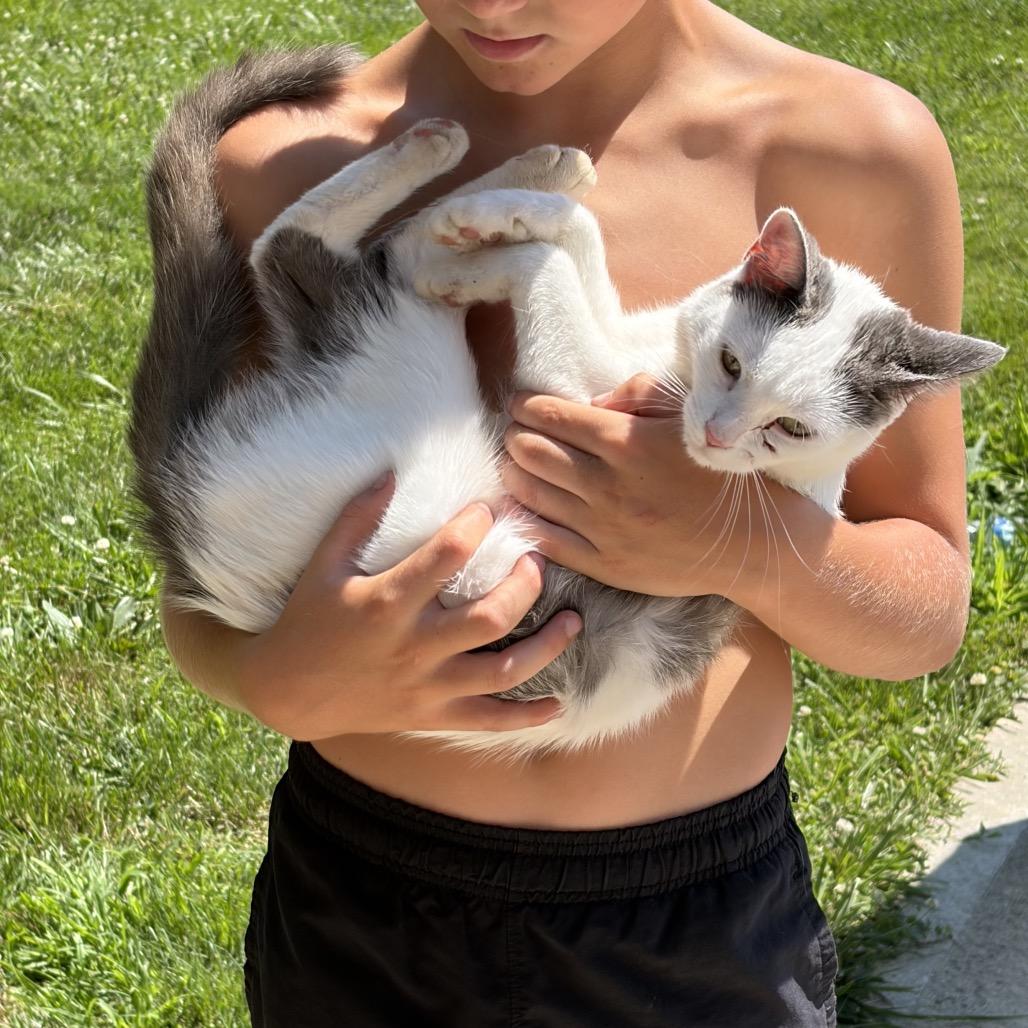 Enlarge Penalty Box, a Adoptable American Shorthair in Greenfield, IN image 3/3