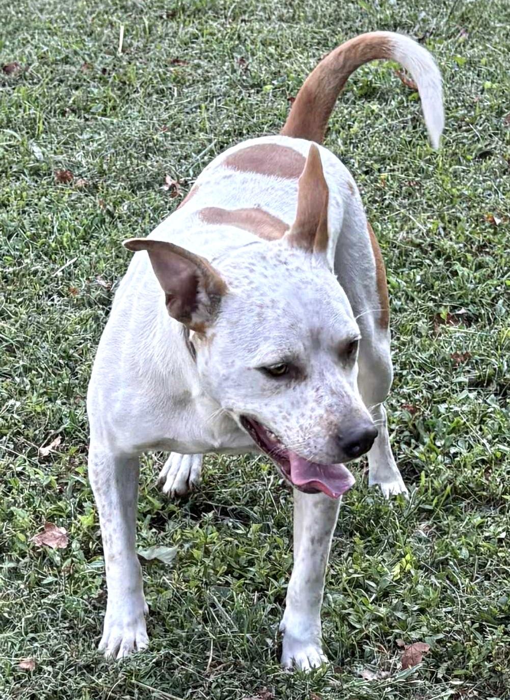 Spanky-Available! www.lhar.dog to apply!, a Adoptable mixed breed in Frederick, MD image 6/6