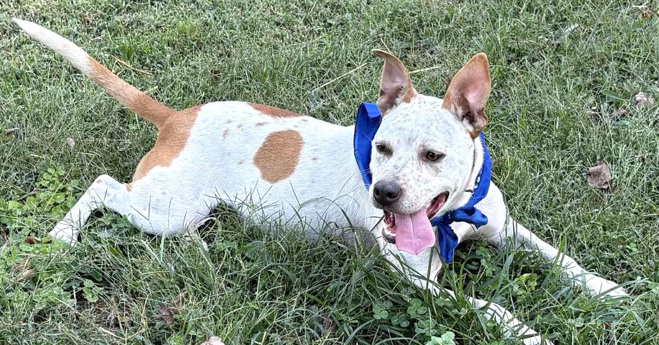 Spanky-Available! www.lhar.dog to apply!