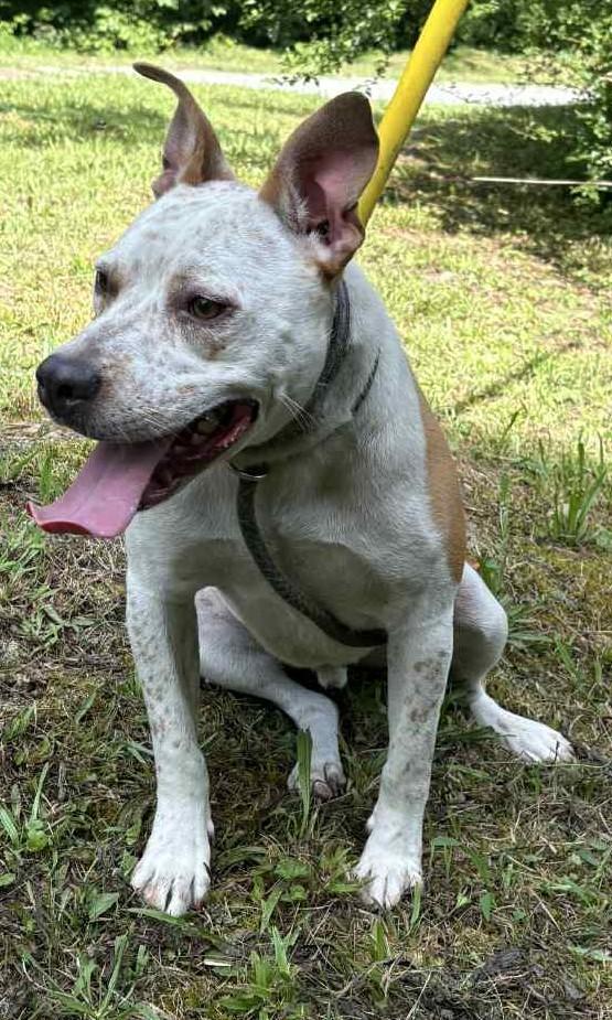 Spanky-Available! www.lhar.dog to apply!