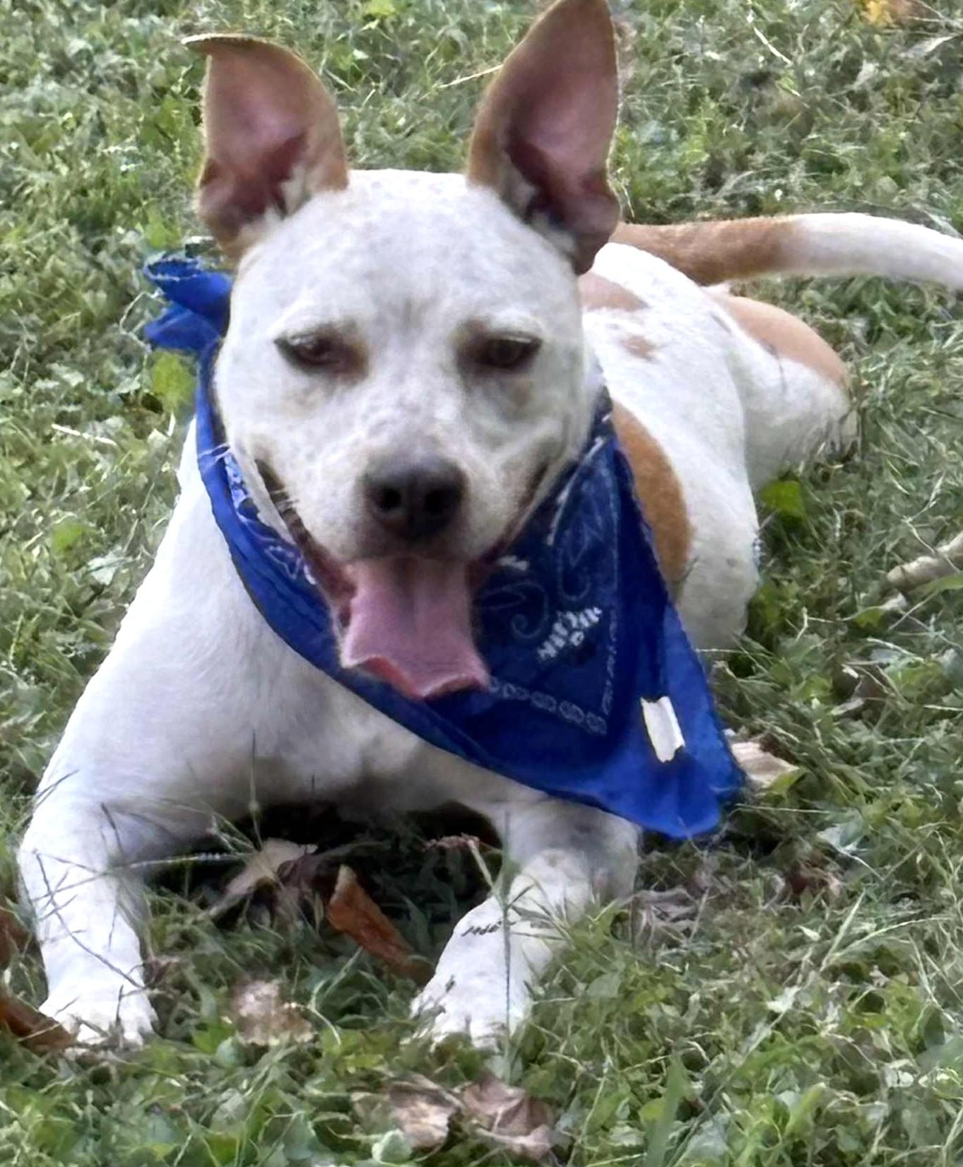 Spanky-Available! www.lhar.dog to apply!, Adoptable, Puppy Male Cattle Dog & Terrier.