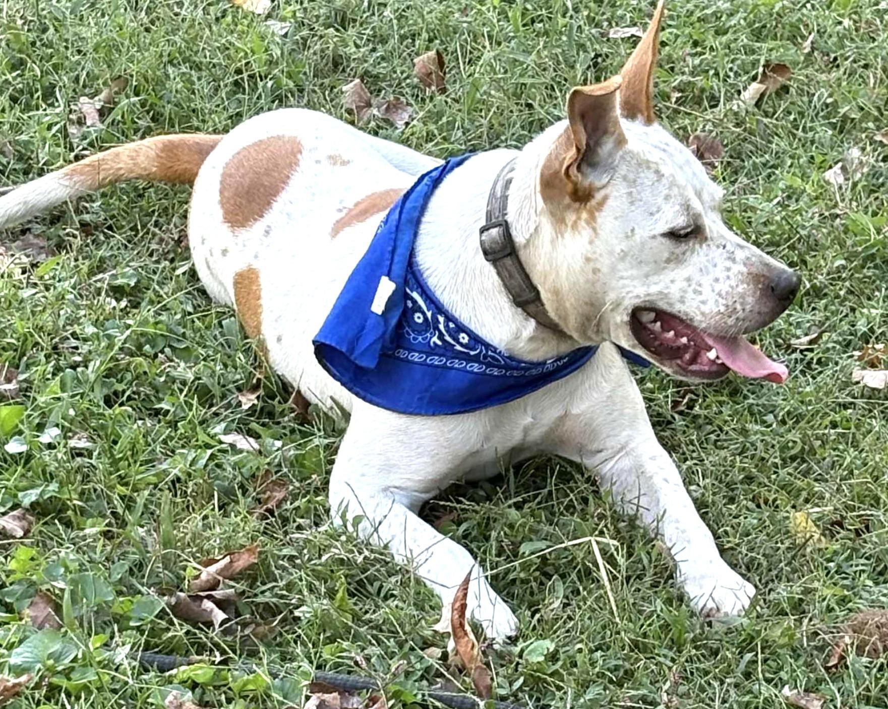 Spanky-Available! www.lhar.dog to apply!