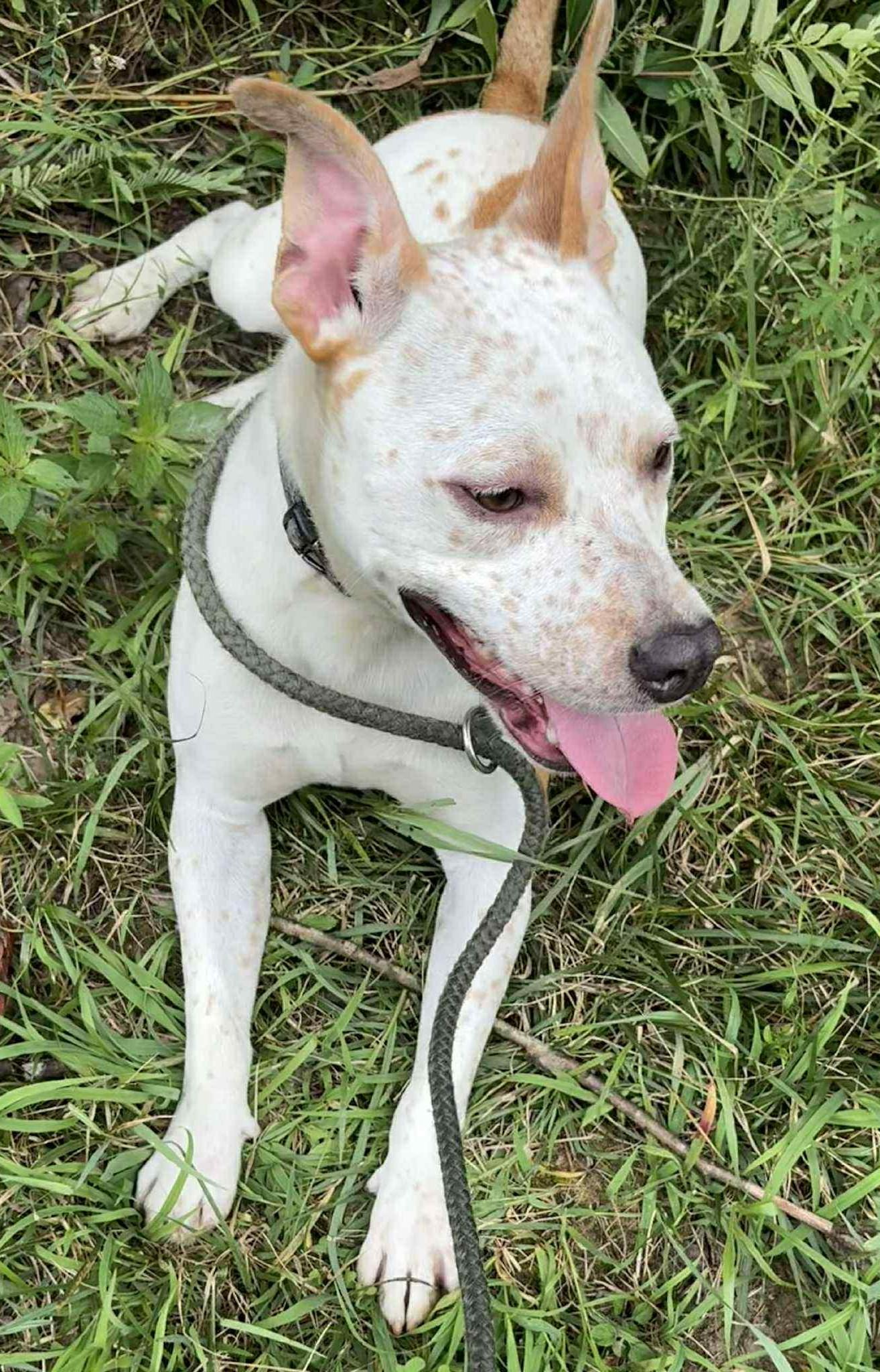 Spanky-Available! www.lhar.dog to apply!, a Adoptable mixed breed in Frederick, MD image 5/6