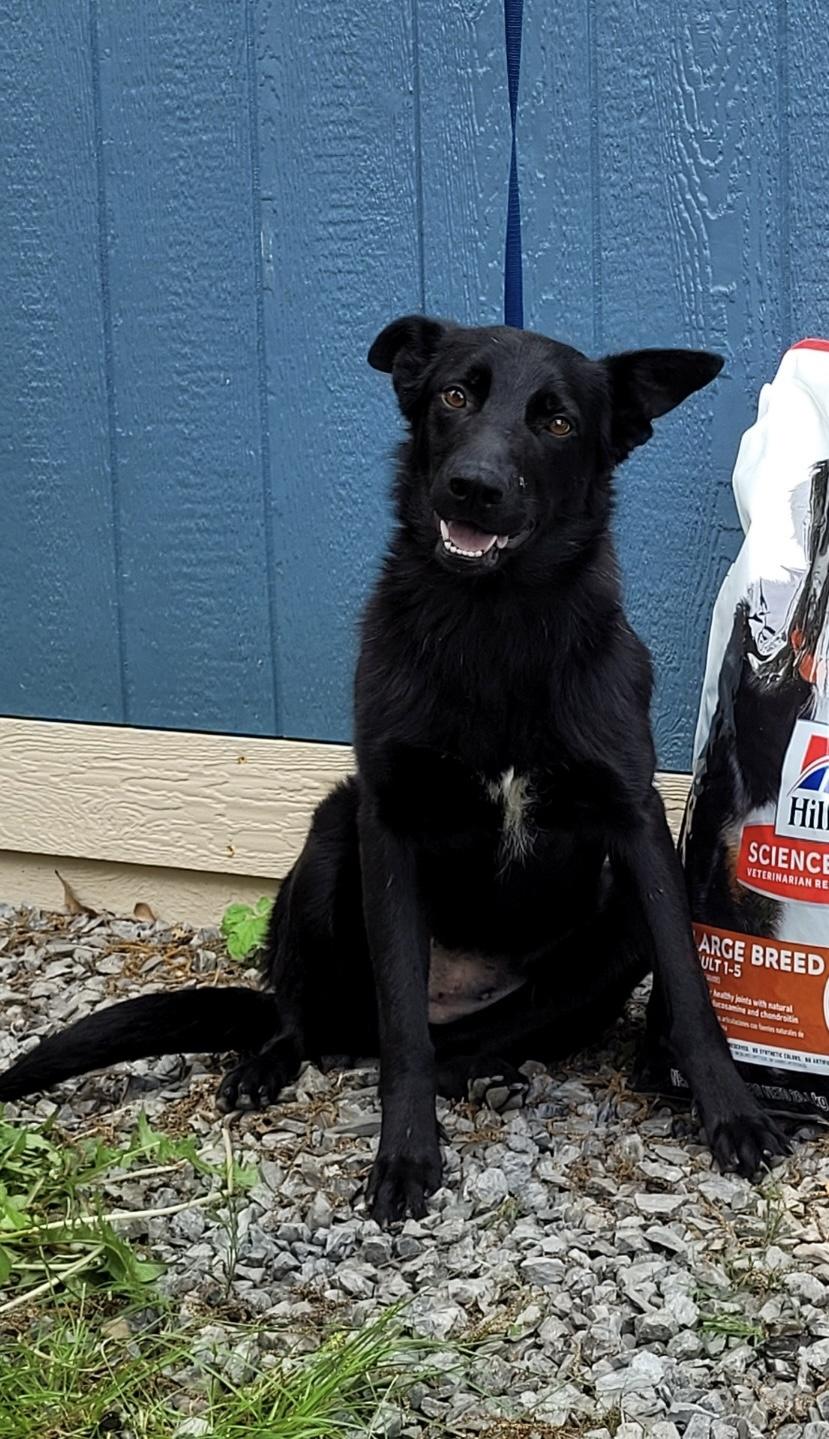 Gracie, Adoptable, Adult Female German Shepherd Dog.