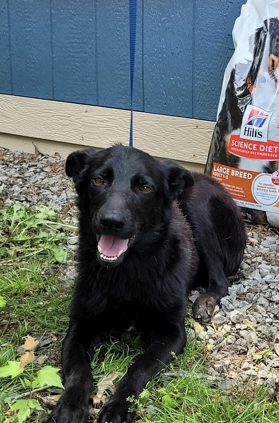 Enlarge Gracie, a Adoptable German Shepherd Dog in Muskogee, OK image 2/4