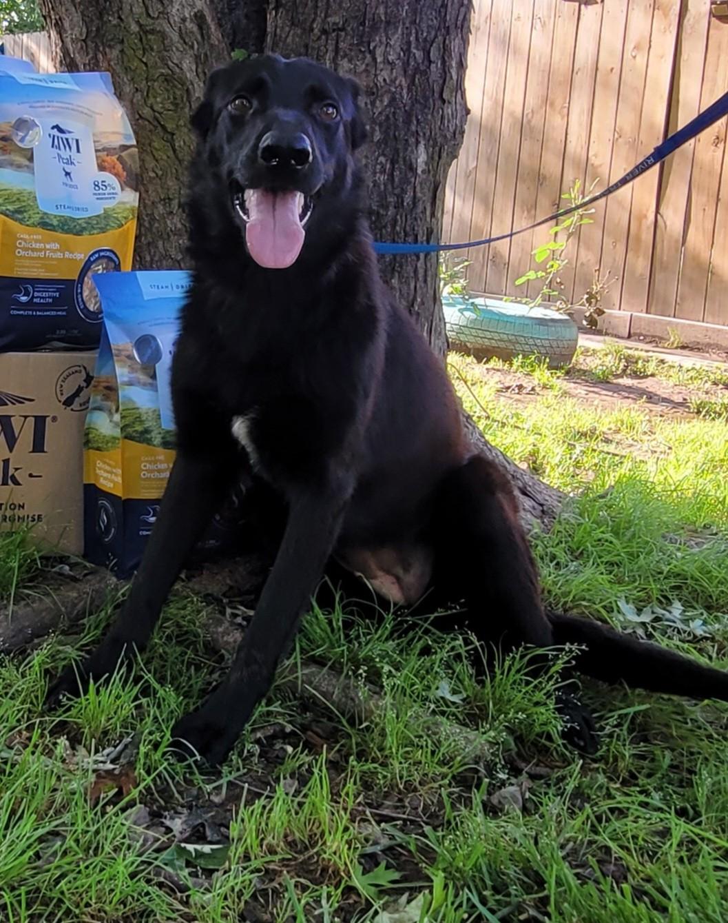 Enlarge Gracie, a Adoptable German Shepherd Dog in Muskogee, OK image 3/4