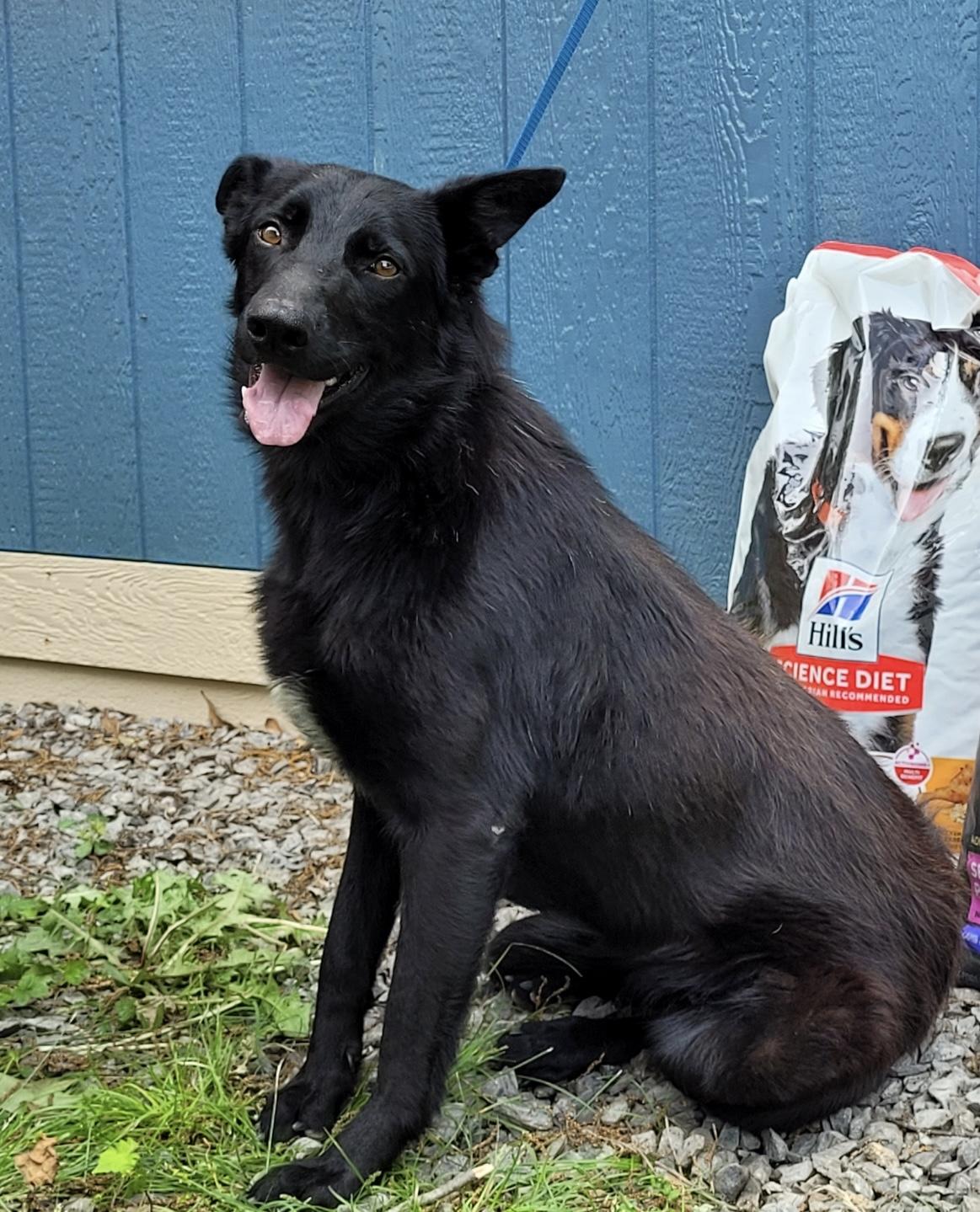 Enlarge Gracie, a Adoptable German Shepherd Dog in Muskogee, OK image 4/4