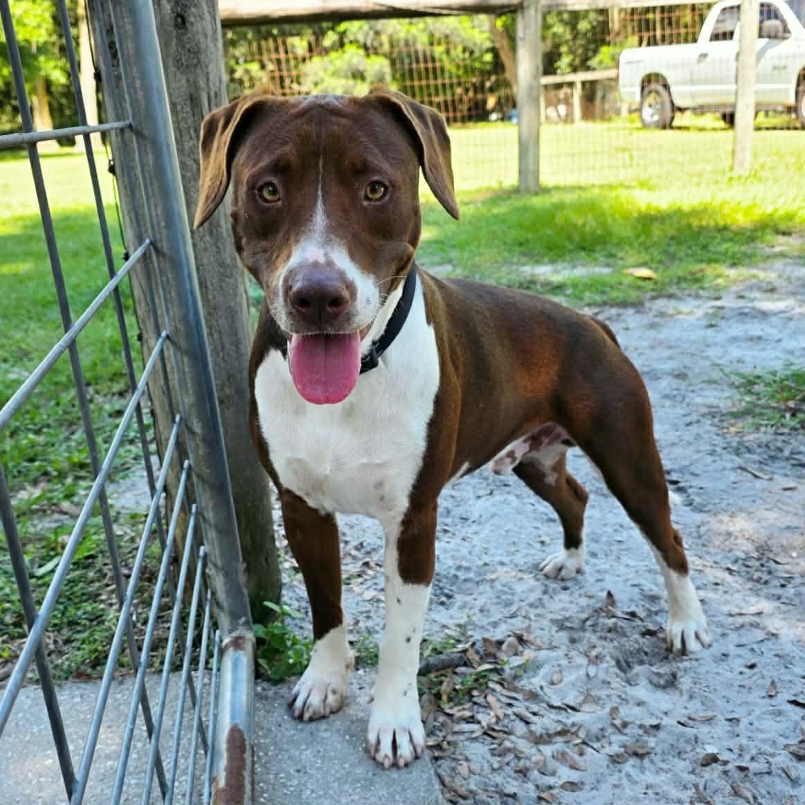 Bentley (In Training), Adoptable, Young Male Mixed Breed.