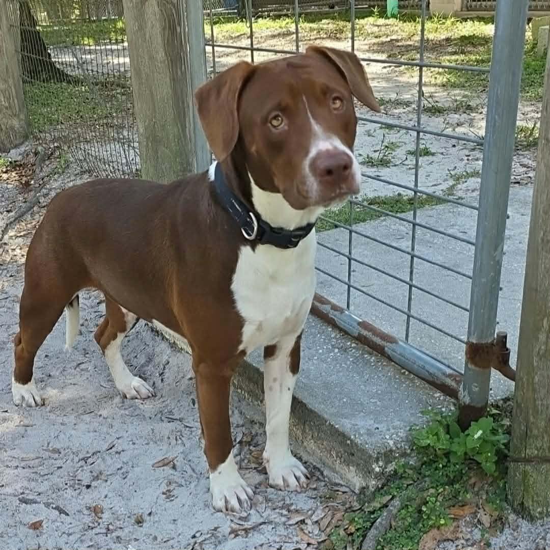 Enlarge Bentley (In Training), a Adoptable mixed breed in Umatilla, FL image 3/3
