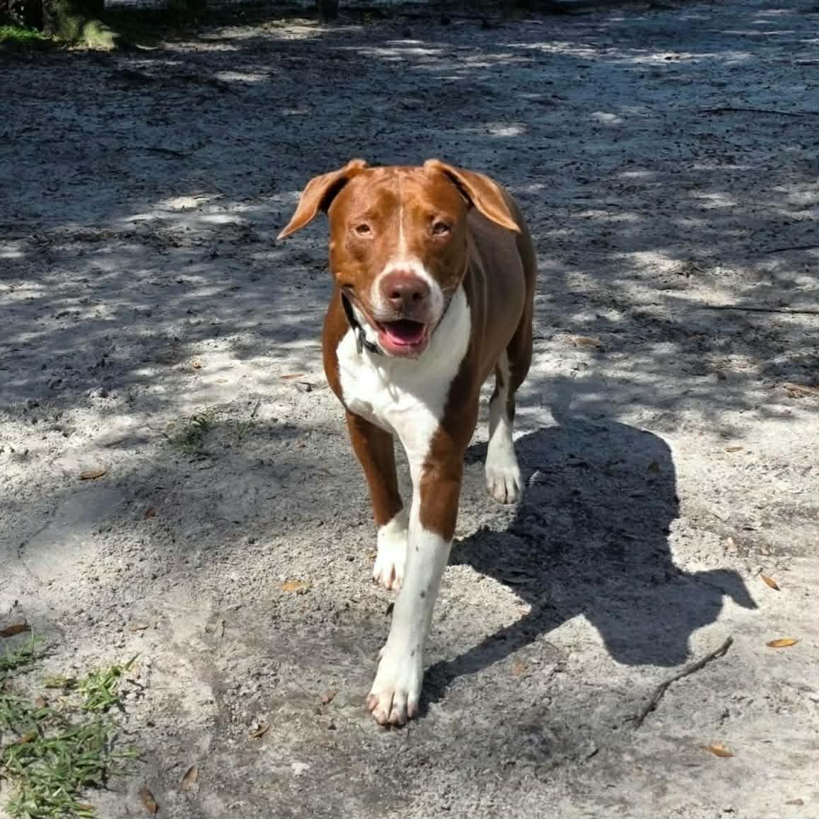 Enlarge Bentley (In Training), a Adoptable mixed breed in Umatilla, FL image 2/3