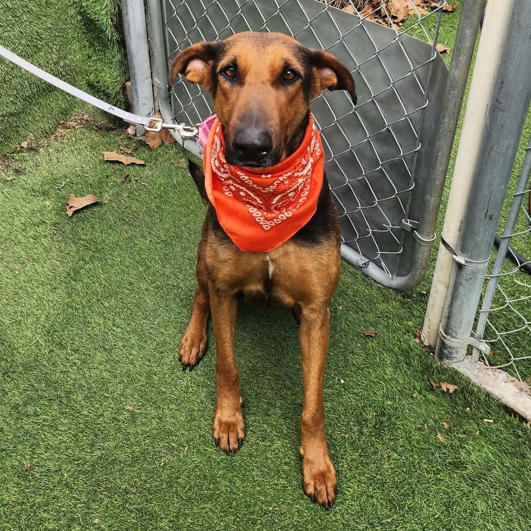 Star — thumbnail 5