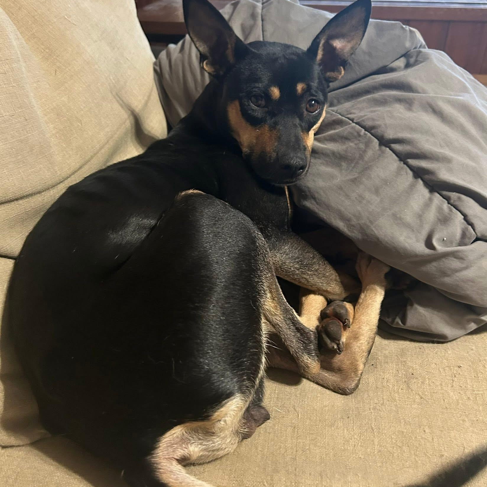 Enlarge Clovey, a ADOPTABLE mixed breed in McHenry, IL image 1/4