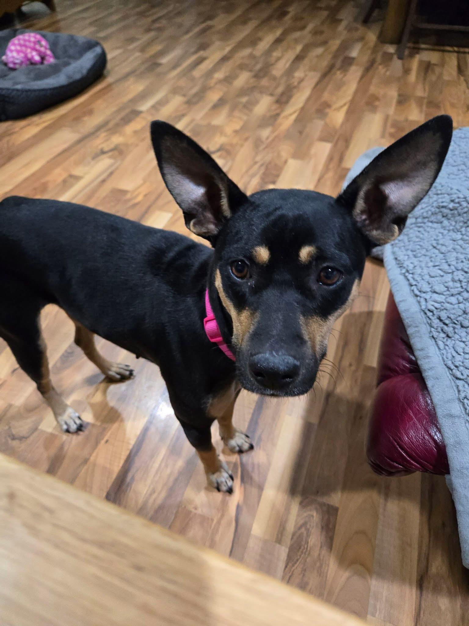 Enlarge Clovey, a ADOPTABLE mixed breed in McHenry, IL image 1/4