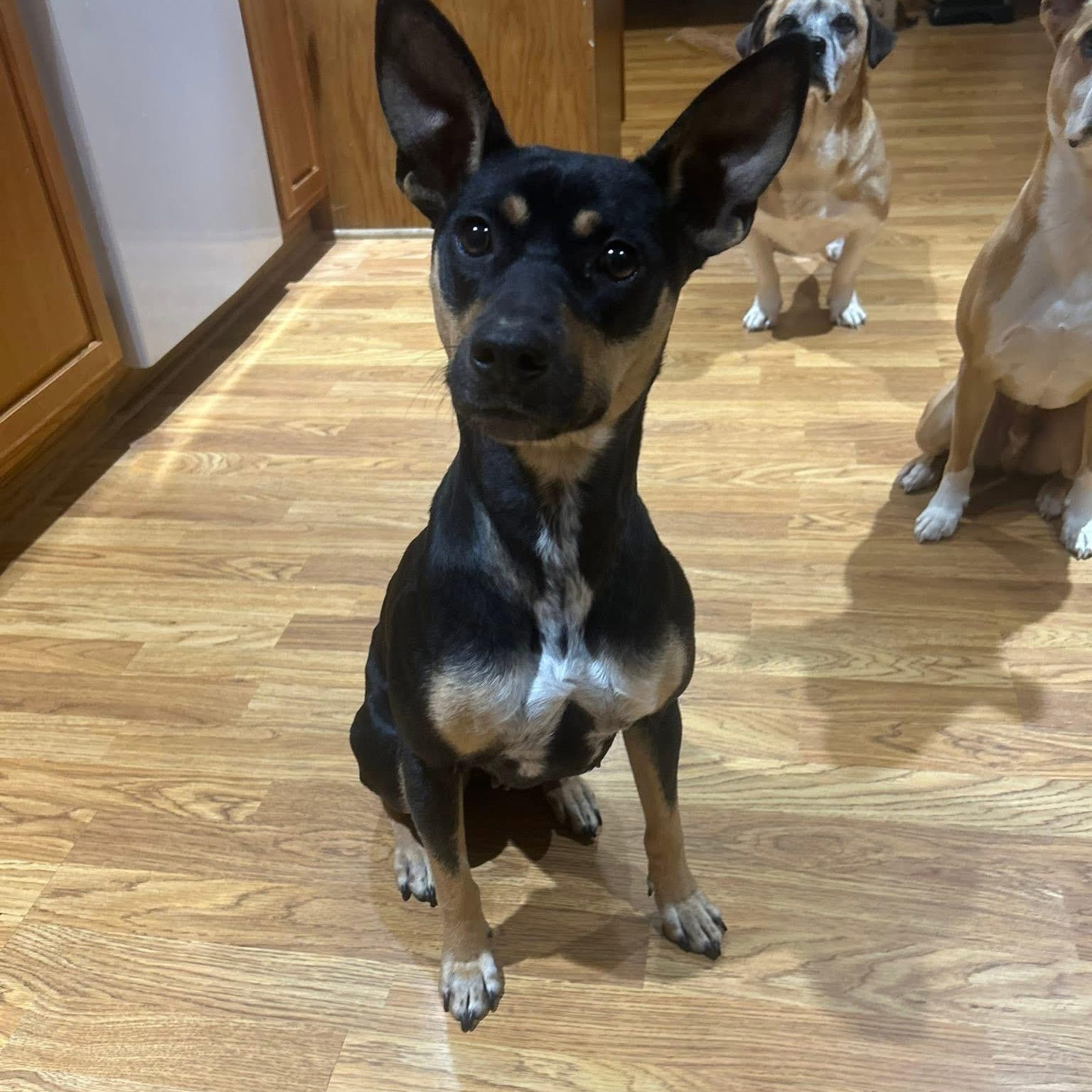 Enlarge Clovey, a ADOPTABLE mixed breed in McHenry, IL image 4/4