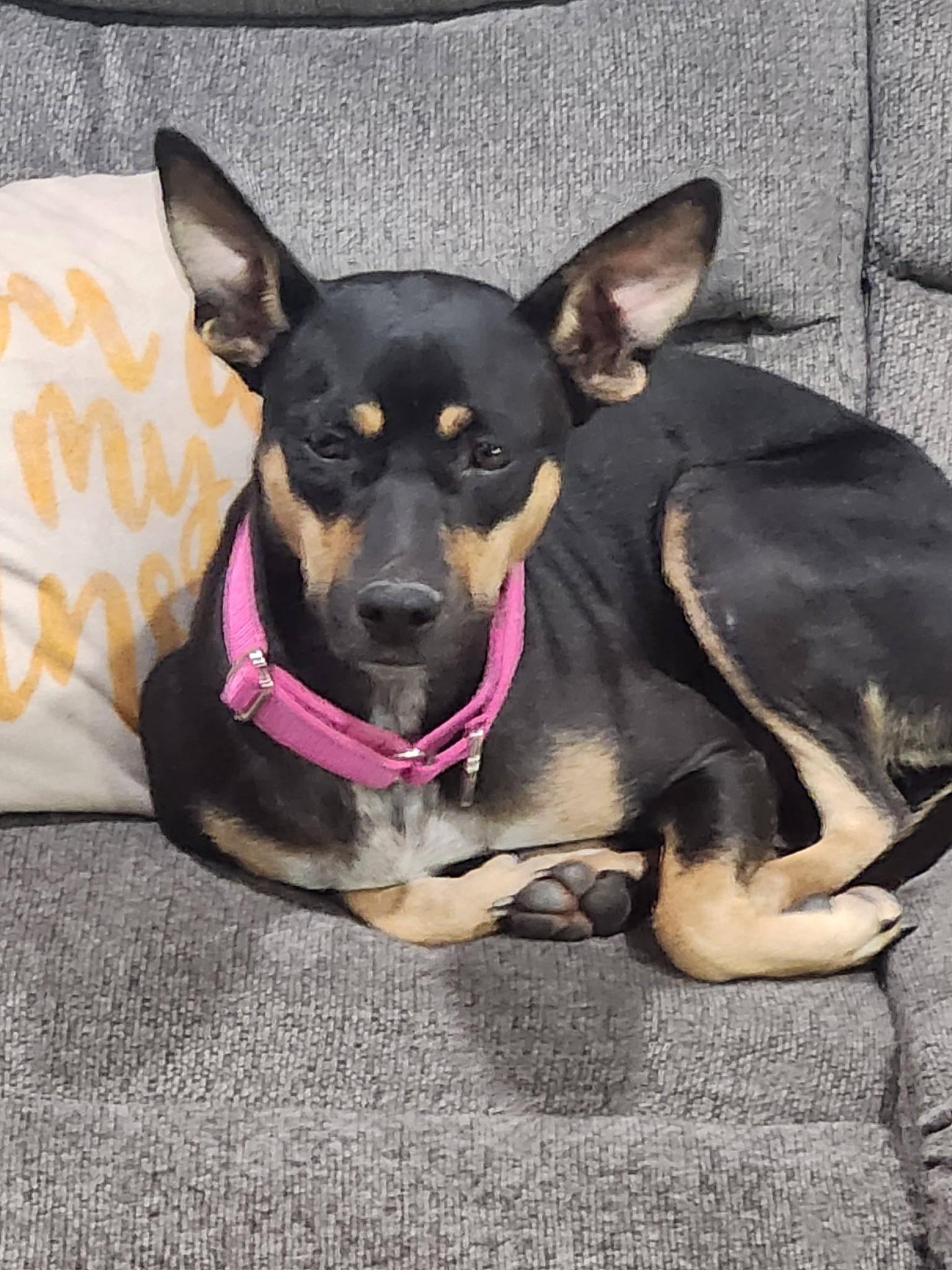 Enlarge Clovey, a ADOPTABLE mixed breed in McHenry, IL image 3/4