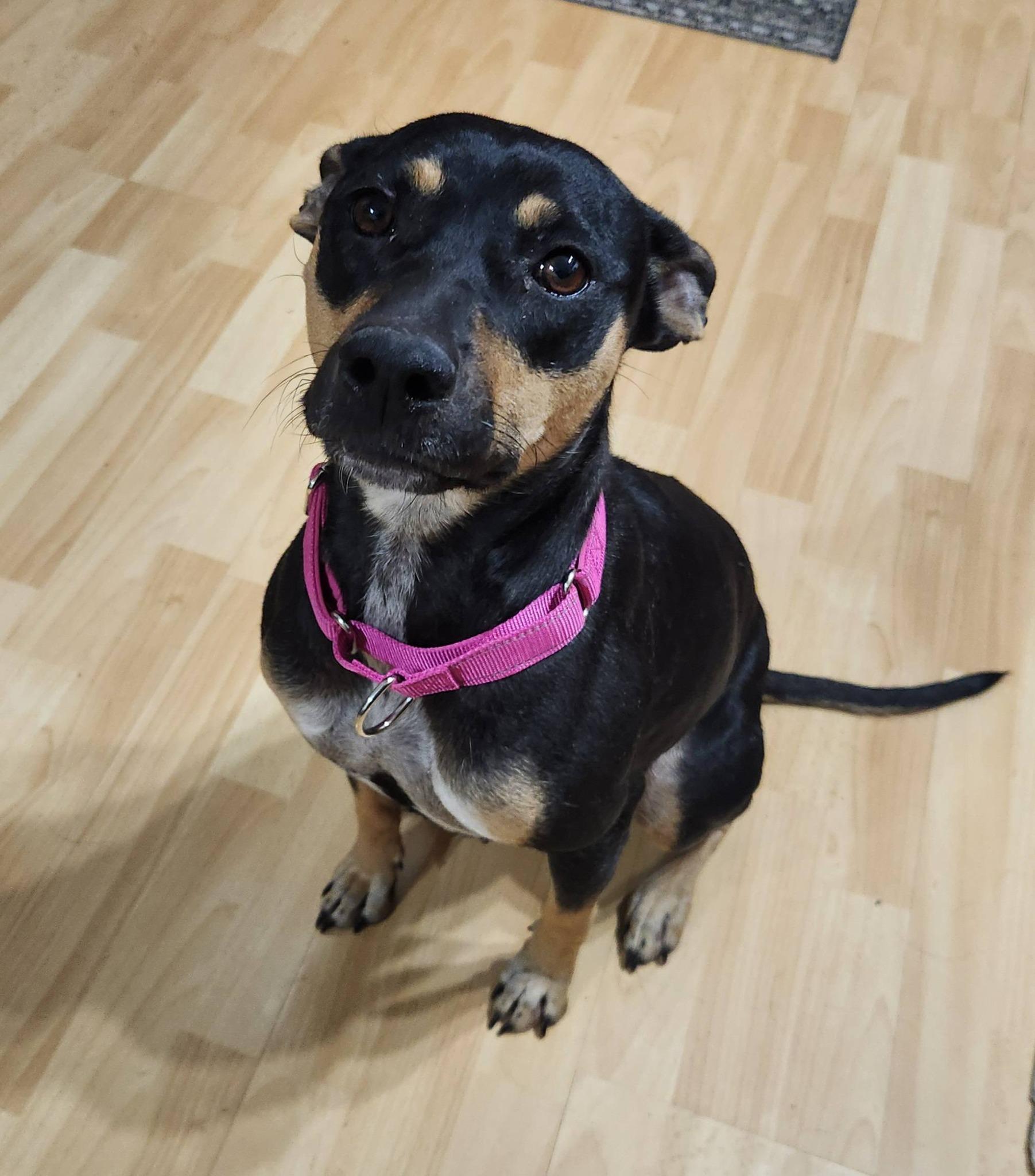 Enlarge Clovey, a ADOPTABLE mixed breed in McHenry, IL image 4/4