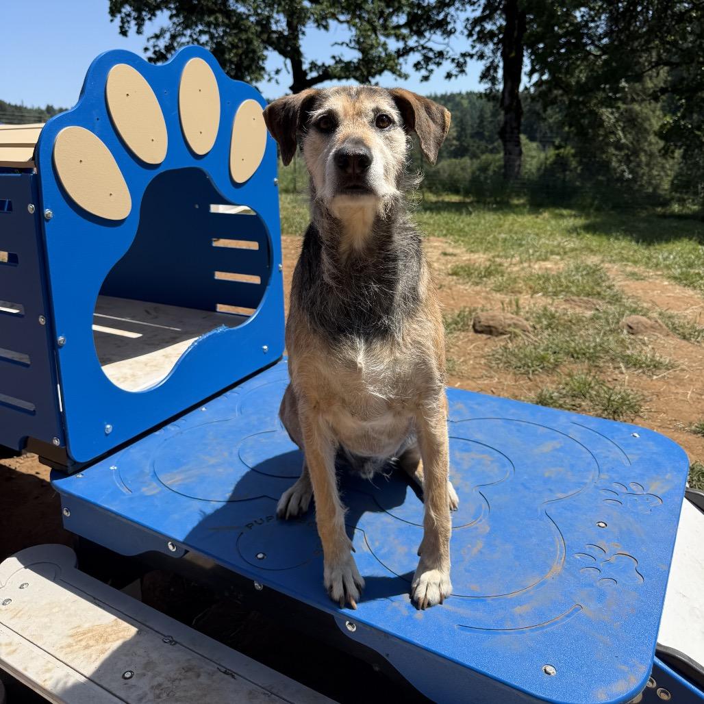 Gus, Adoptable, Adult Male Terrier & Airedale Terrier.