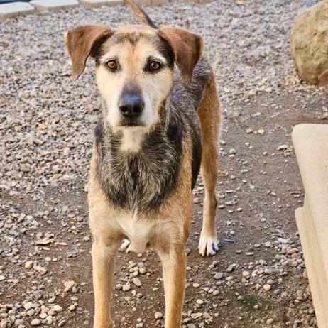 Enlarge Gus, a Adoptable mixed breed in Salem, OR image 2/6