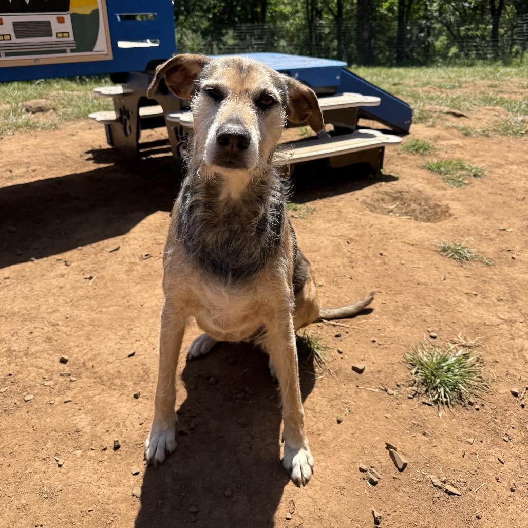 Gus, a Adoptable mixed breed in Salem, OR image 2/6