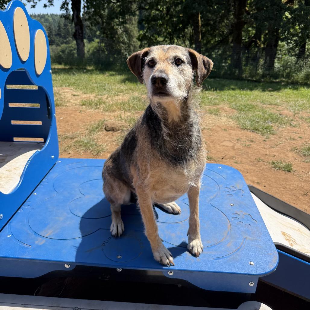 Gus, a Adoptable mixed breed in Salem, OR image 3/6