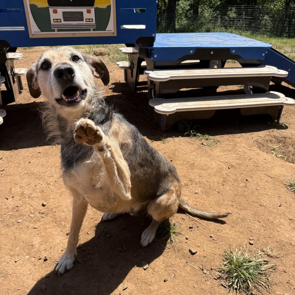 Gus, a Adoptable mixed breed in Salem, OR image 4/6