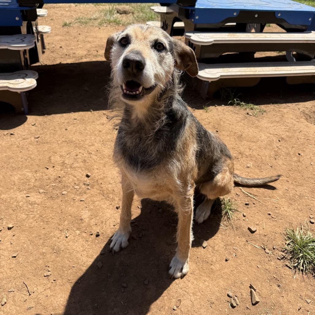 Gus, a Adoptable mixed breed in Salem, OR image 5/6